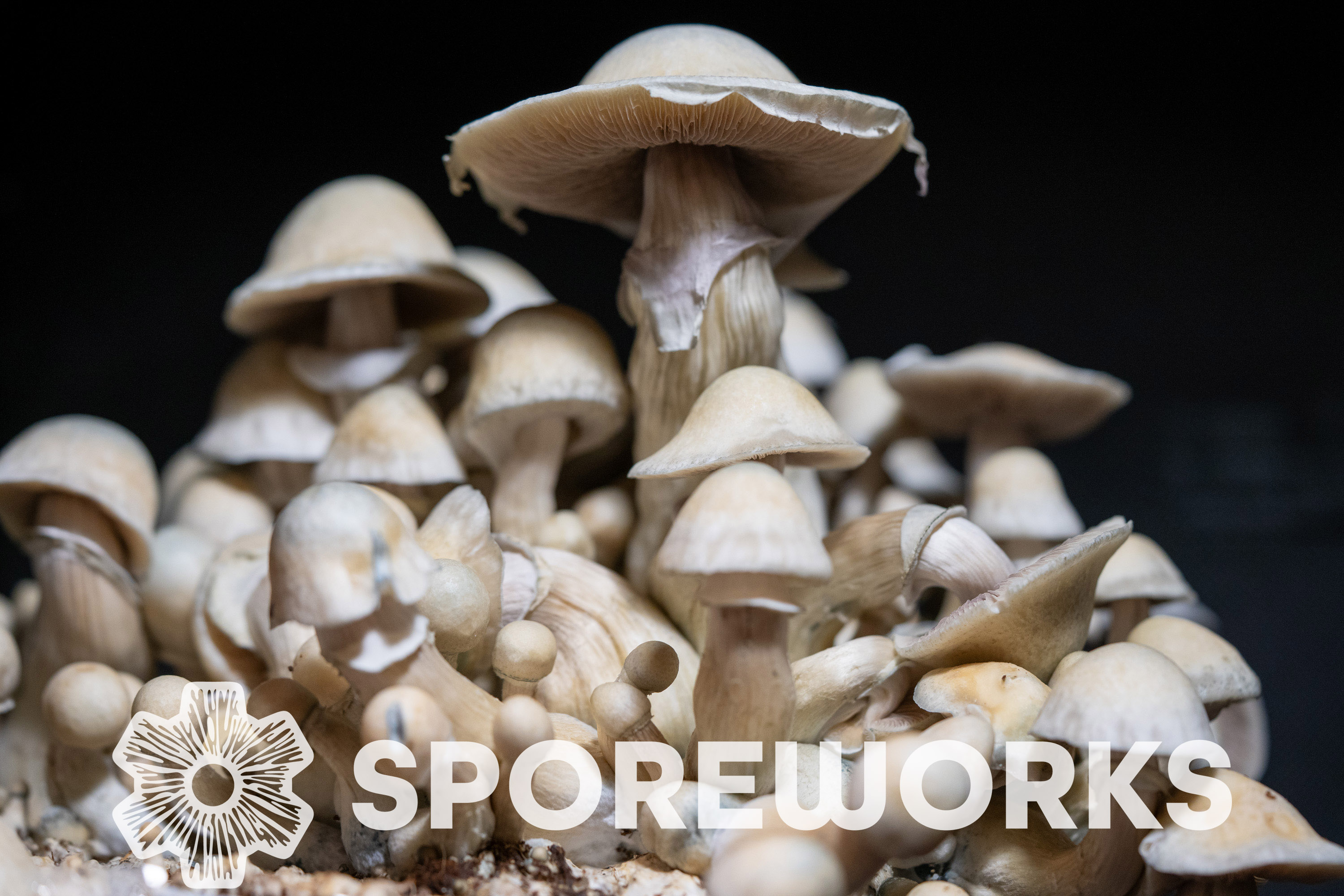 Psilocybe cubensis : African Transkei Isolated Spore Syringe