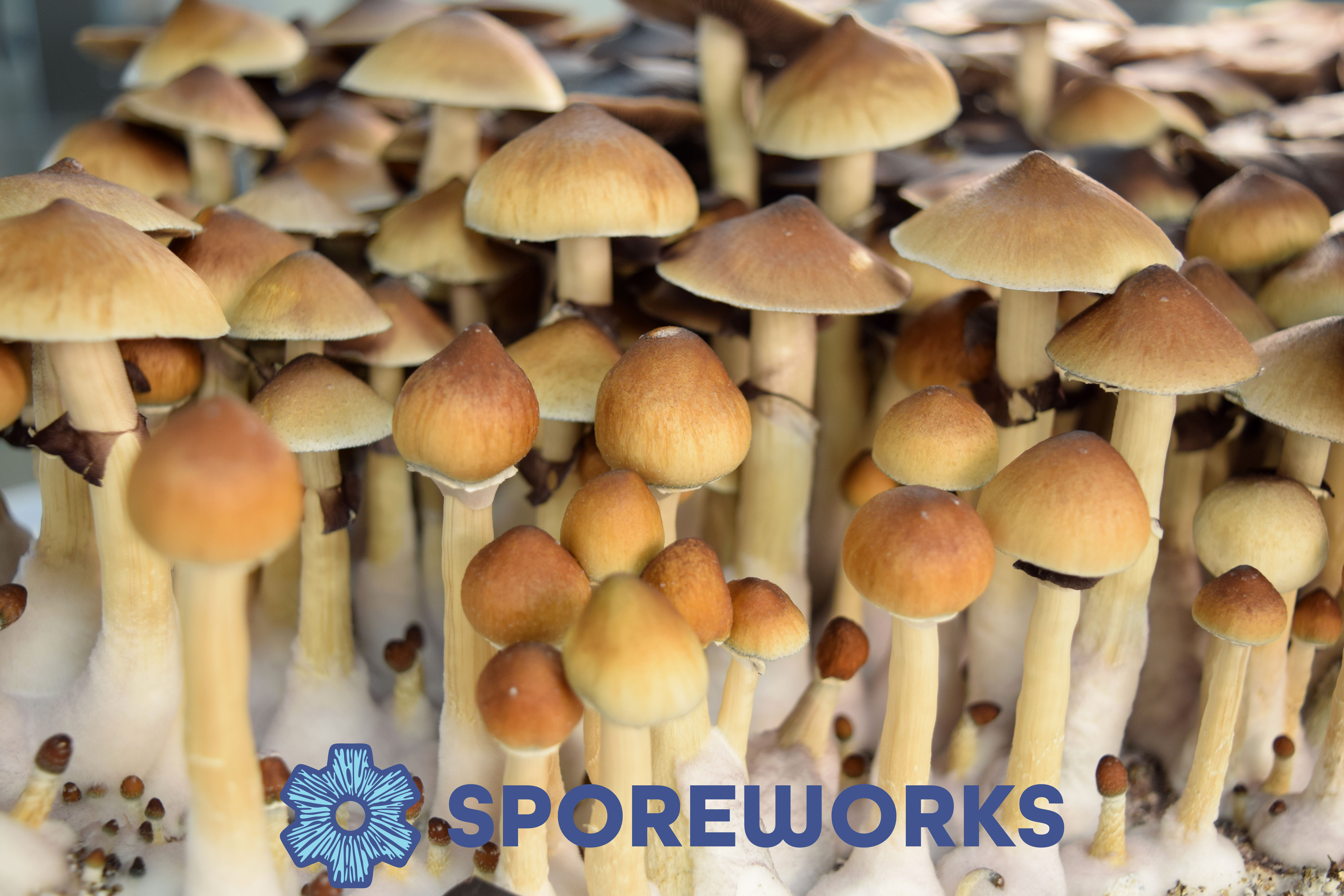 Psilocybe cubensis : Treasure Coast Spore Isolate Syringe
