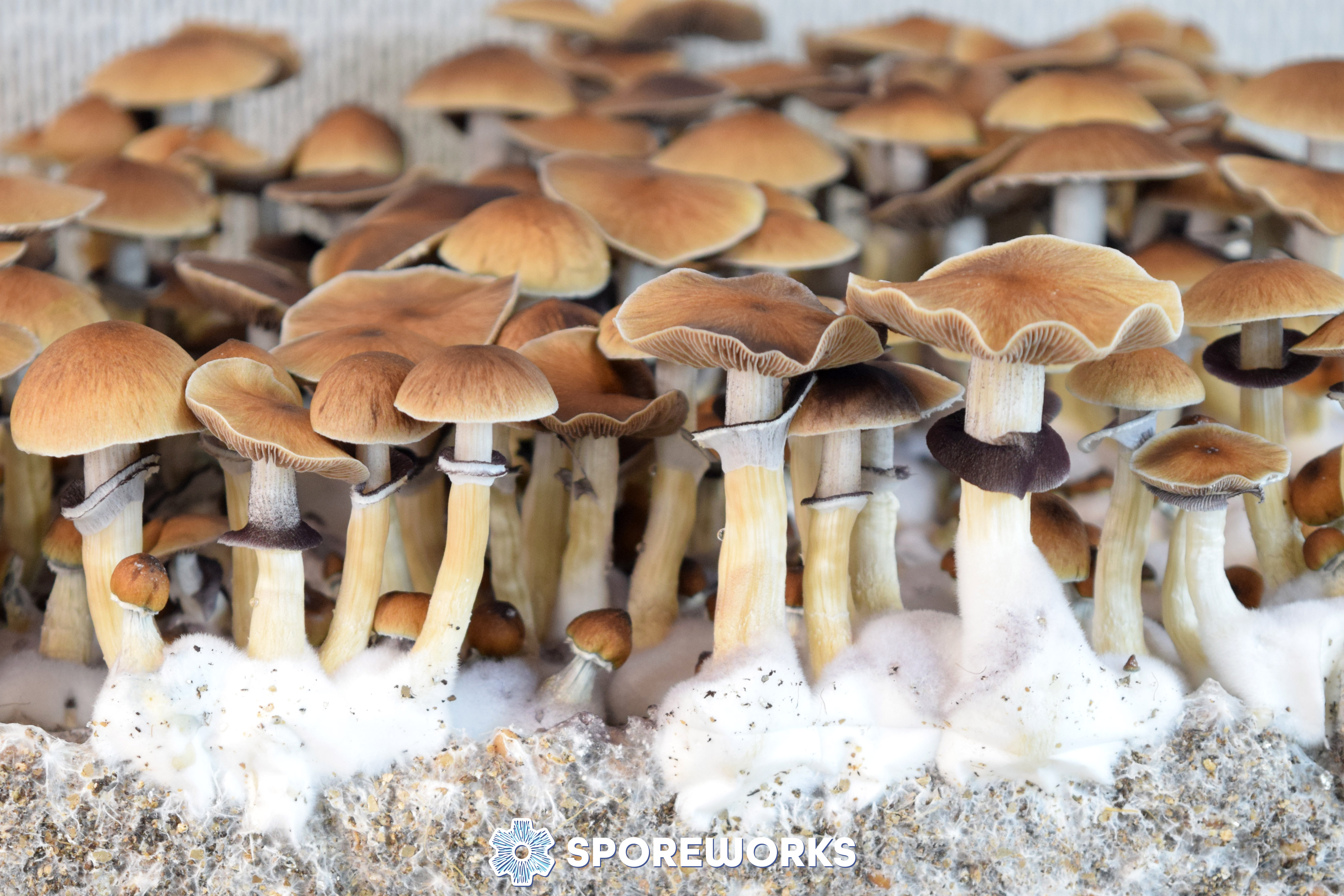 Psilocybe cubensis : Lizard King