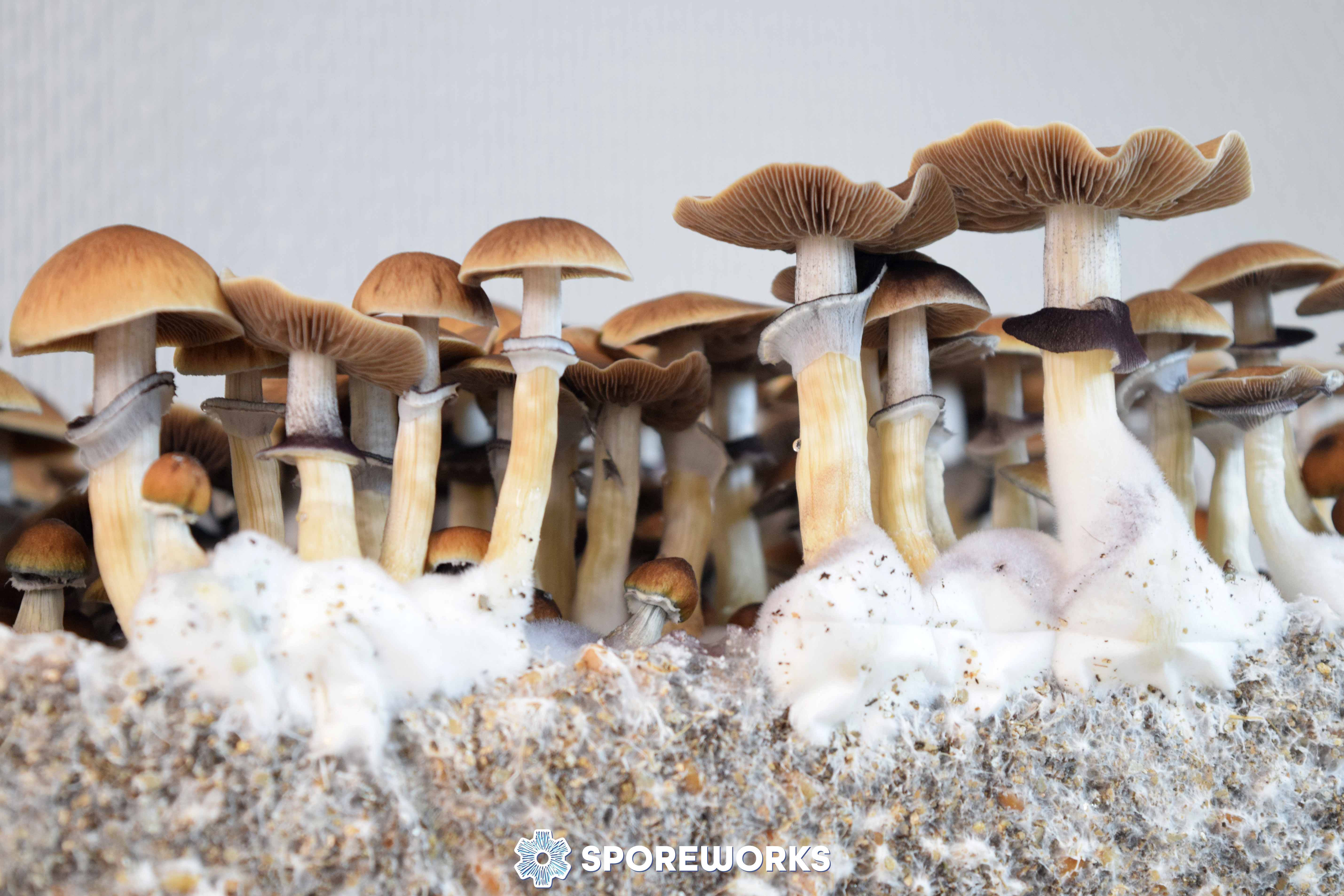 Psilocybe cubensis : Lizard King strain