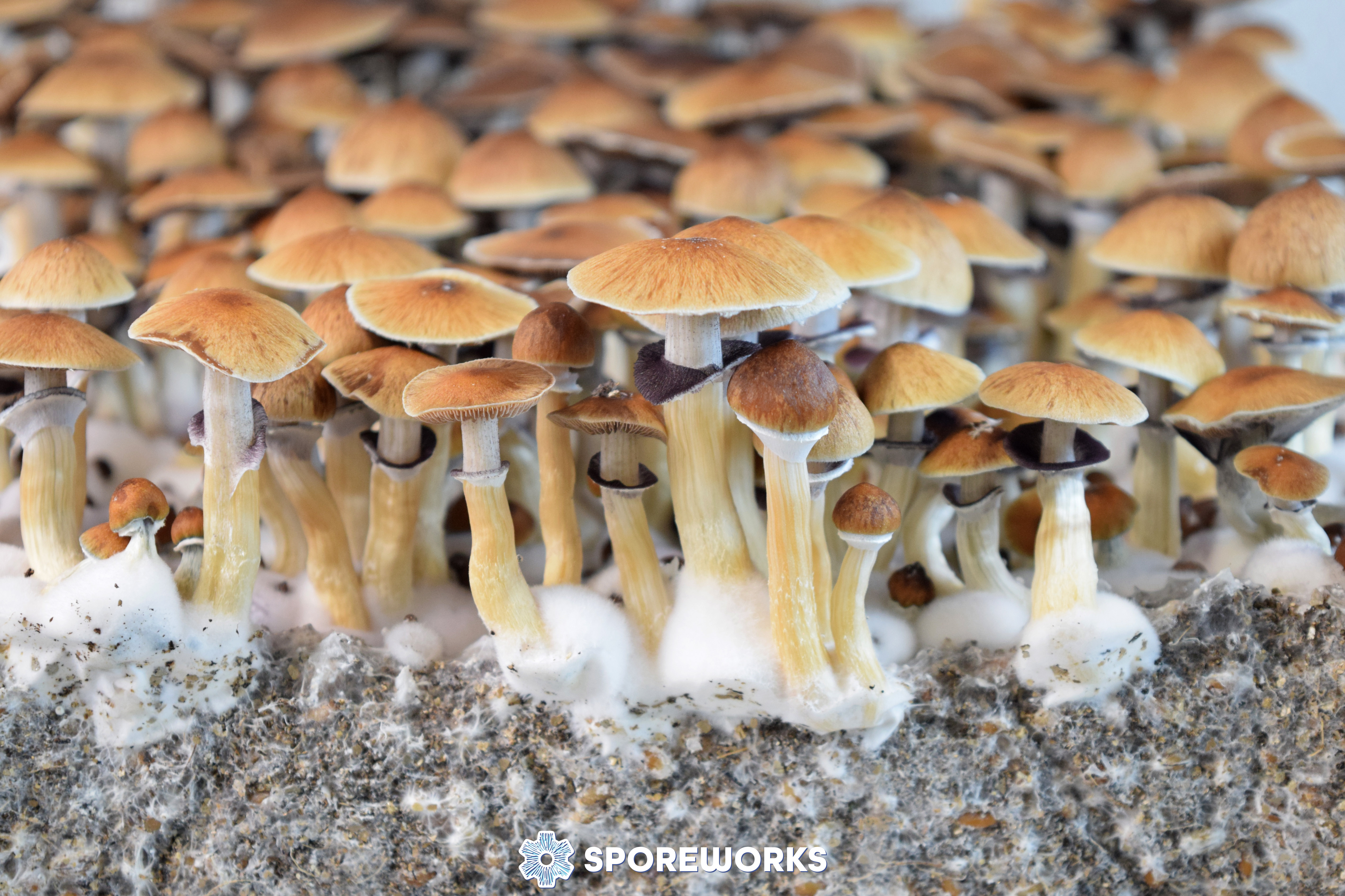 Psilocybe cubensis : Lizard King