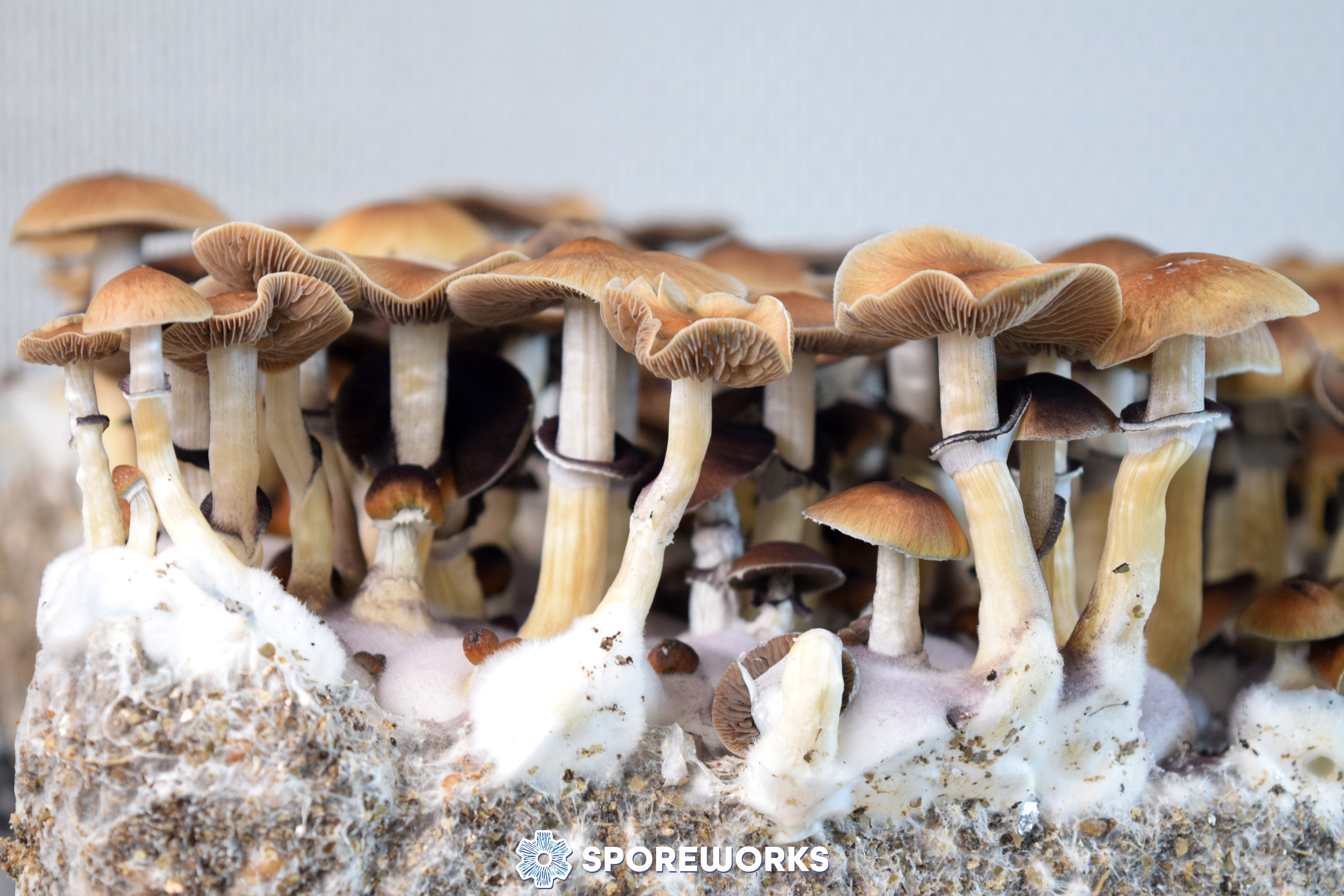 Psilocybe cubensis : Lizard King