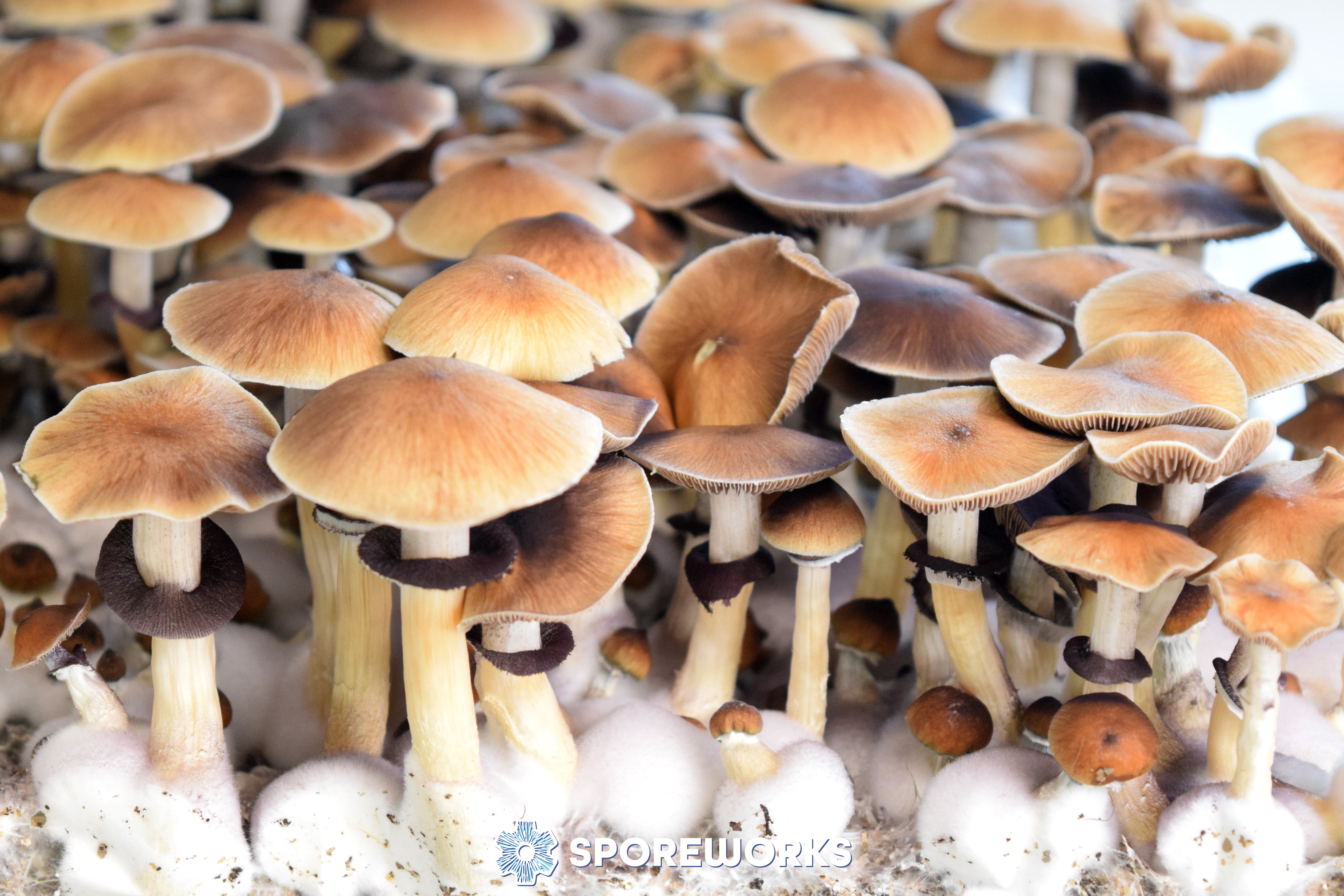 Psilocybe cubensis : Lizard King