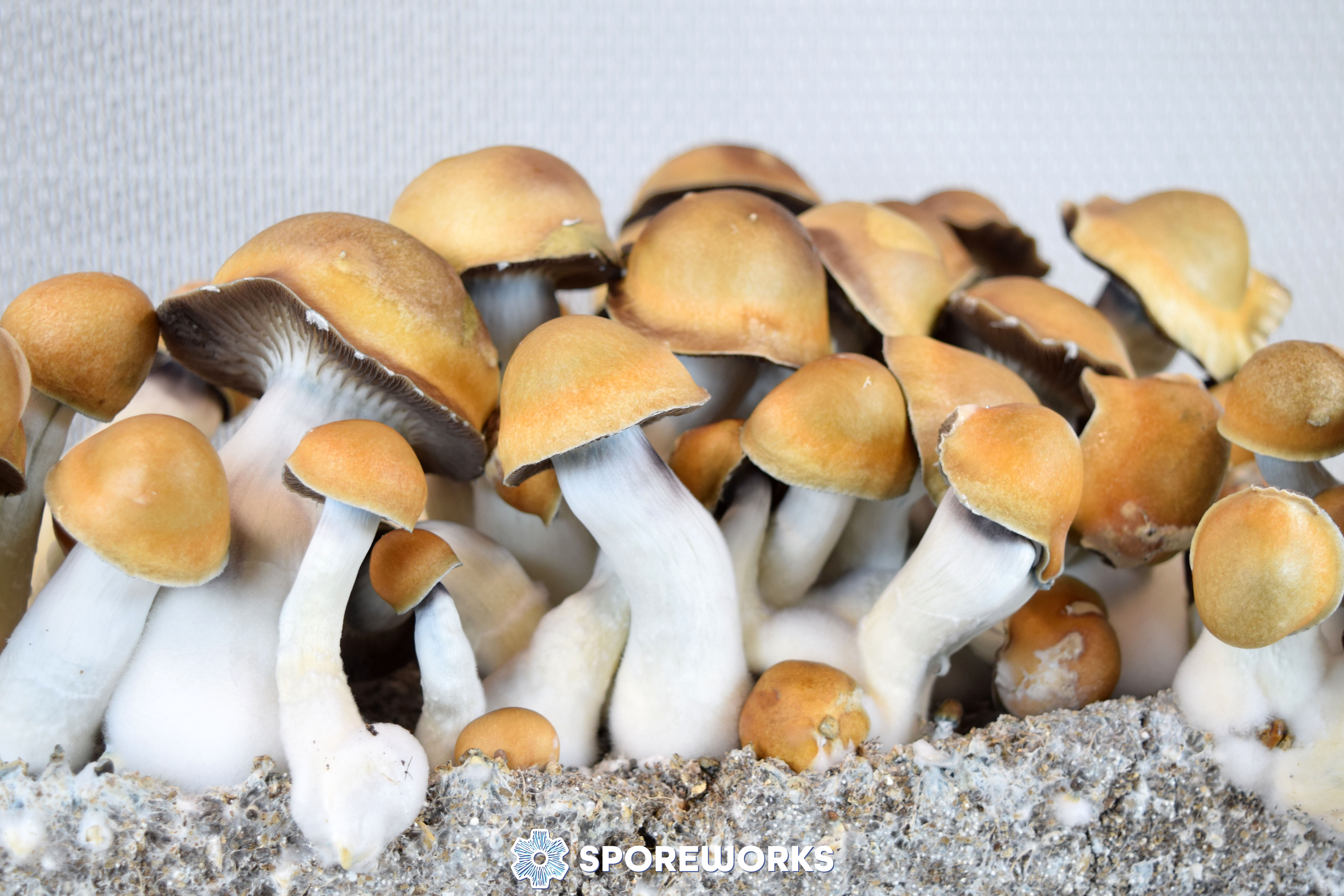 Psilocybe cubensis : Magnum PE