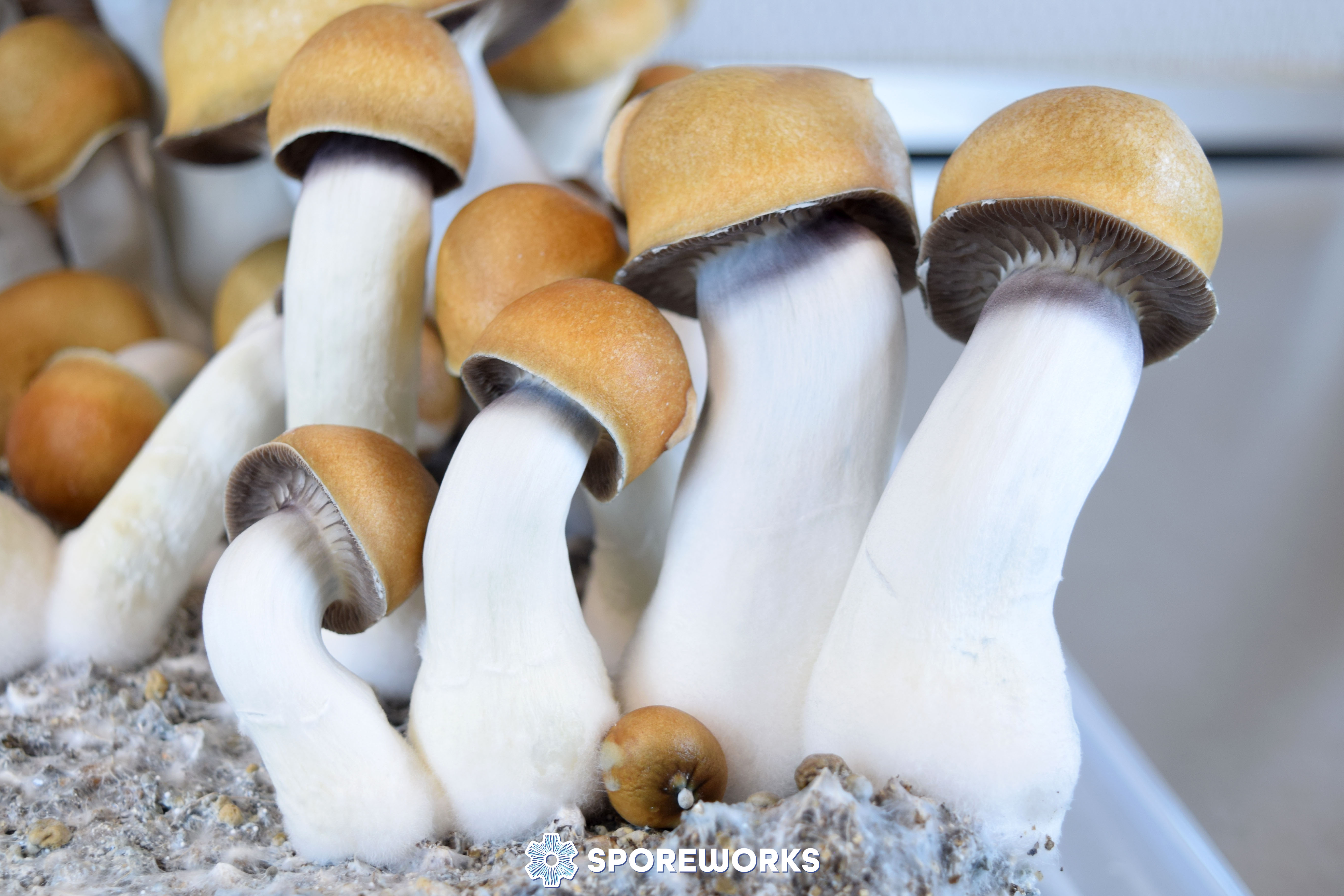 Psilocybe cubensis : Magnum PE (Magnum Penis Envy)