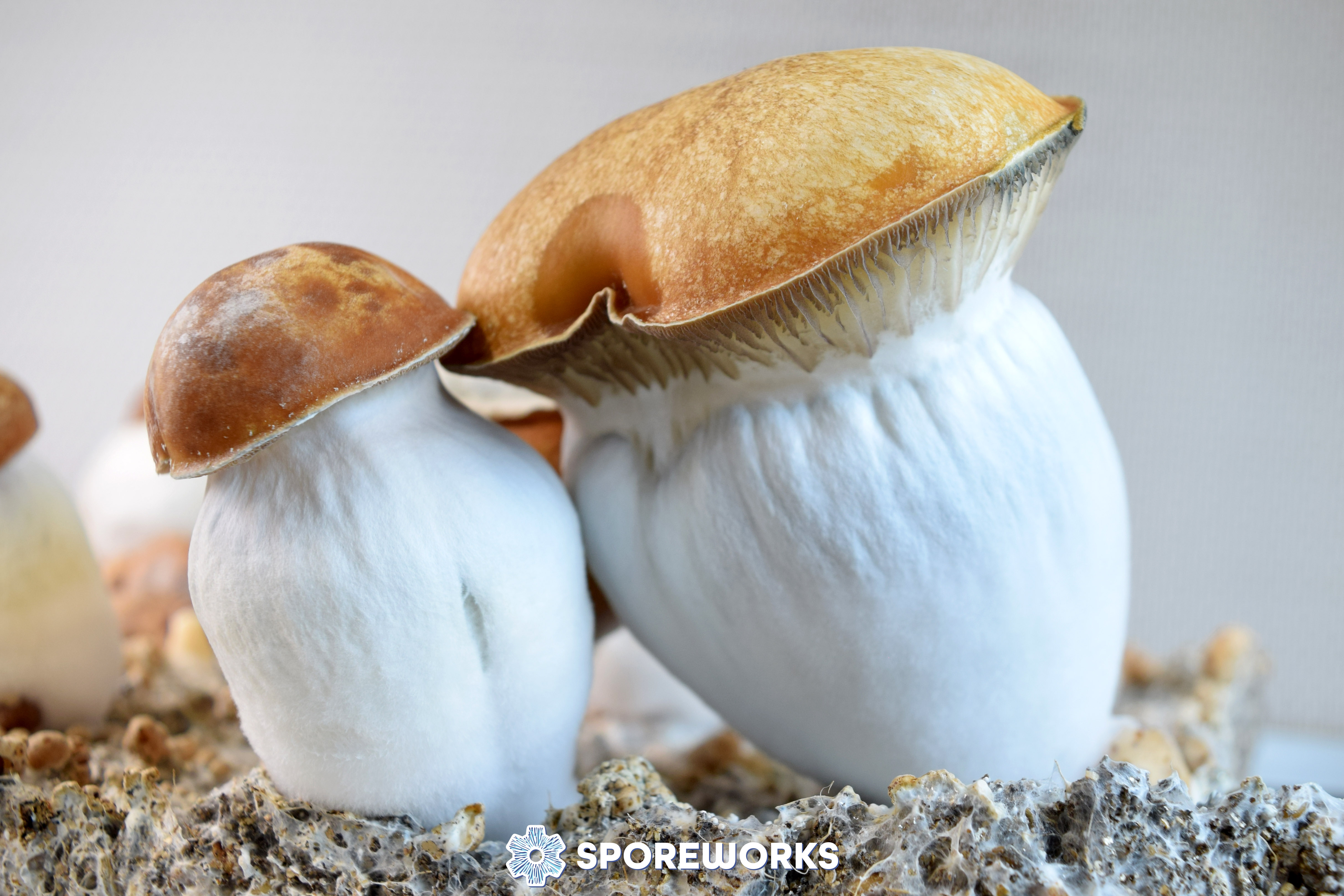 Psilocybe cubensis : Magnum PE