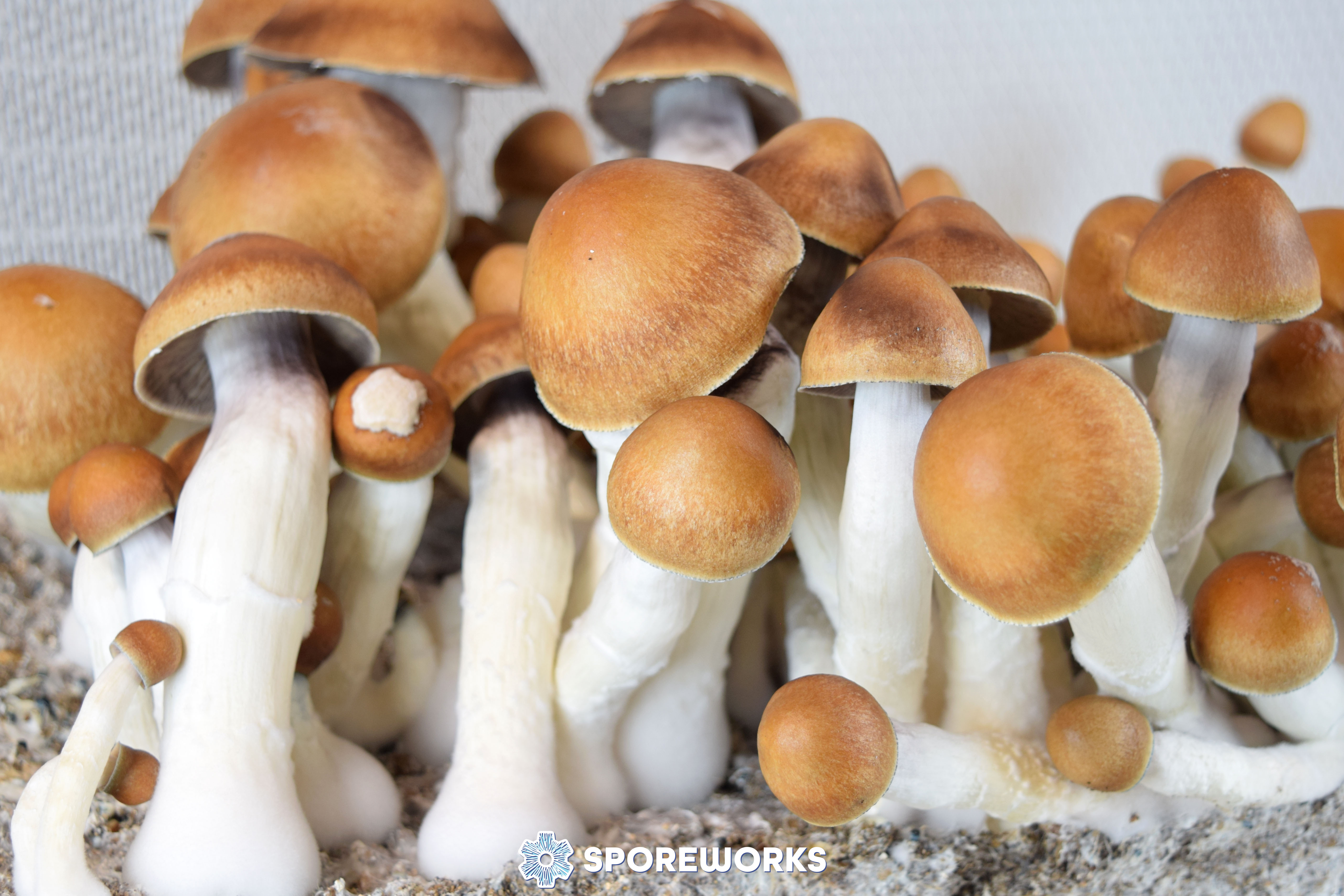 Psilocybe cubensis : Magnum PE