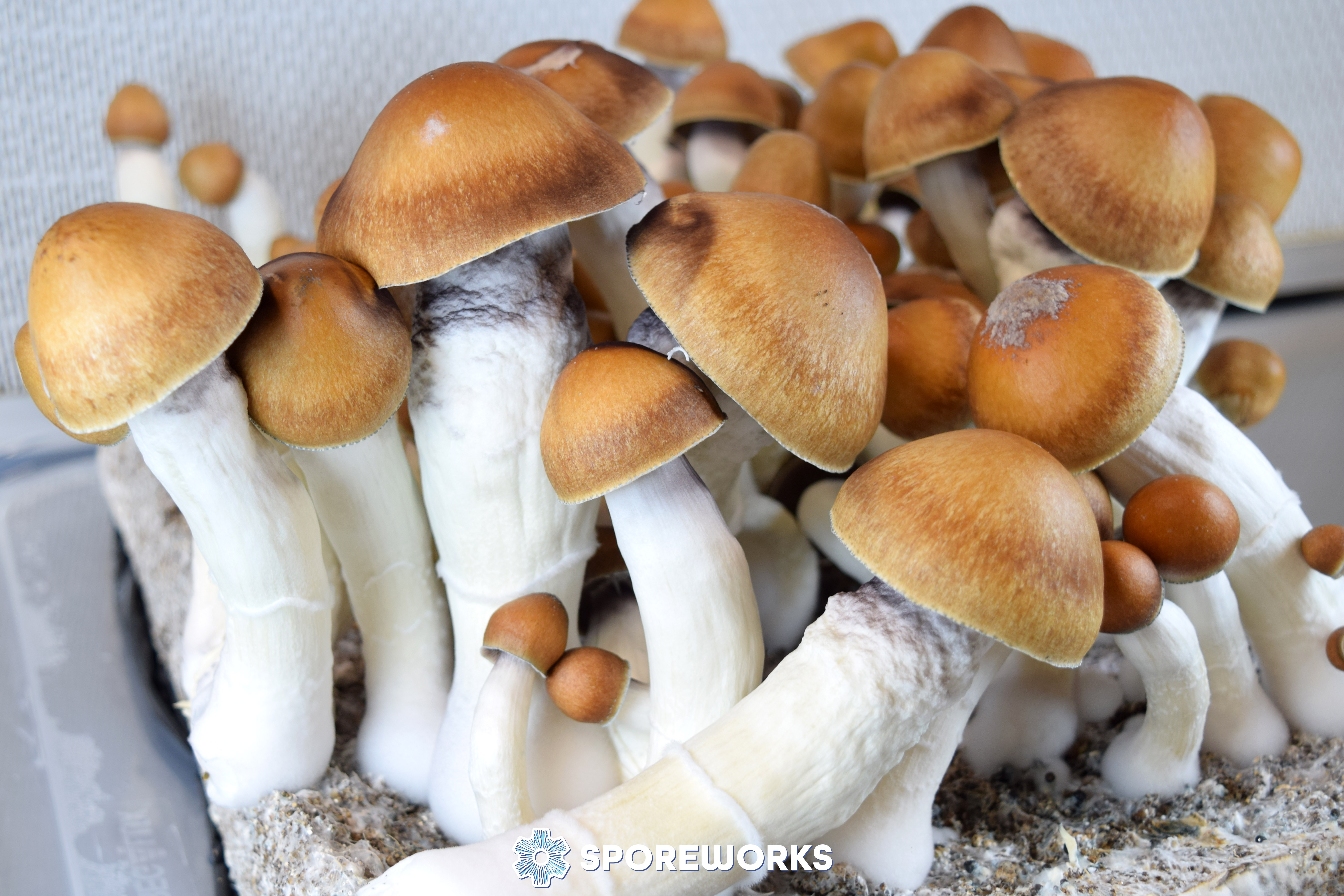 Psilocybe cubensis : Magnum PE (Magnum Penis Envy)
