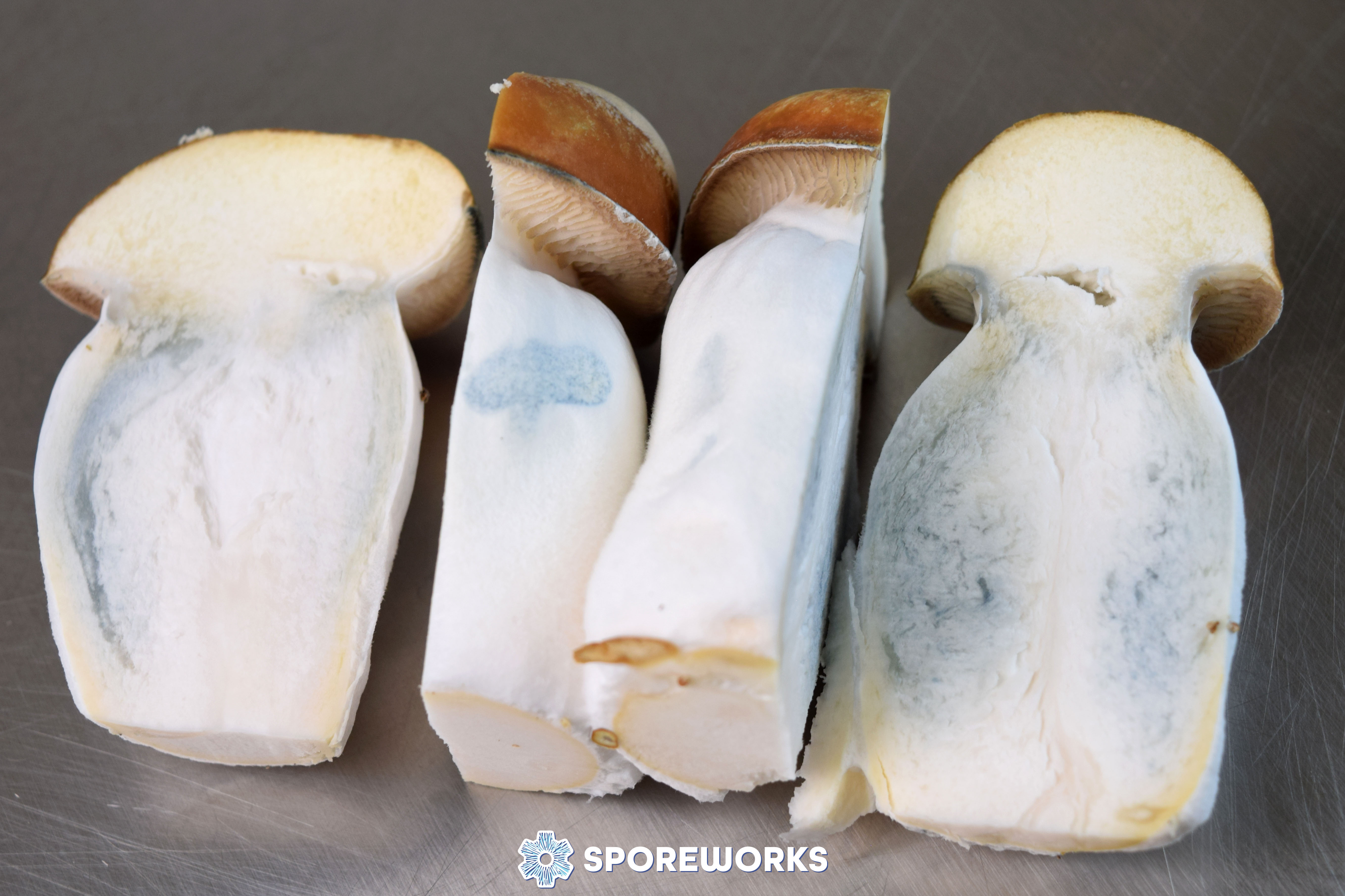 Psilocybe cubensis : Magnum PE - Sliced