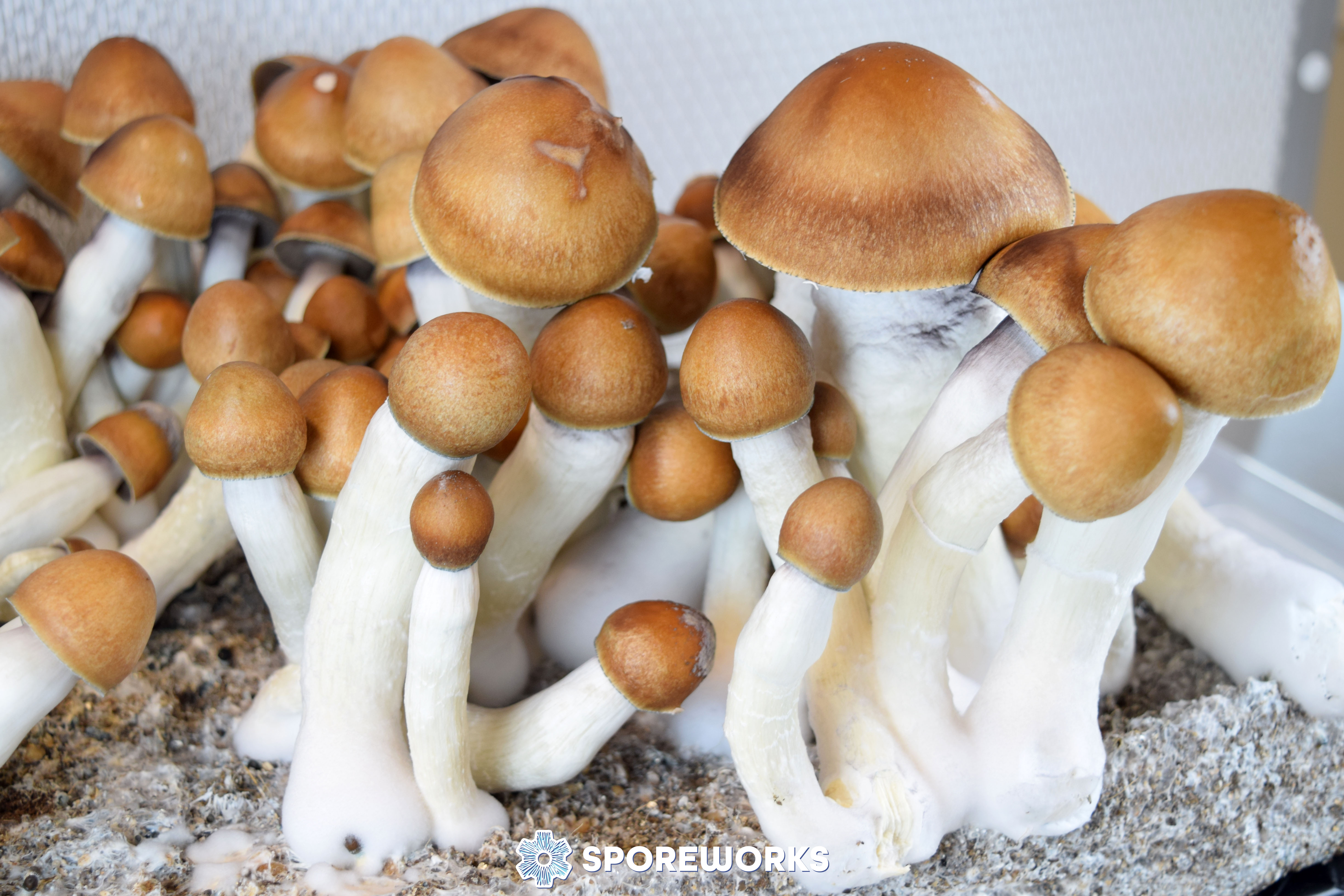 Psilocybe cubensis : Magnum PE (Magnum Penis Envy)