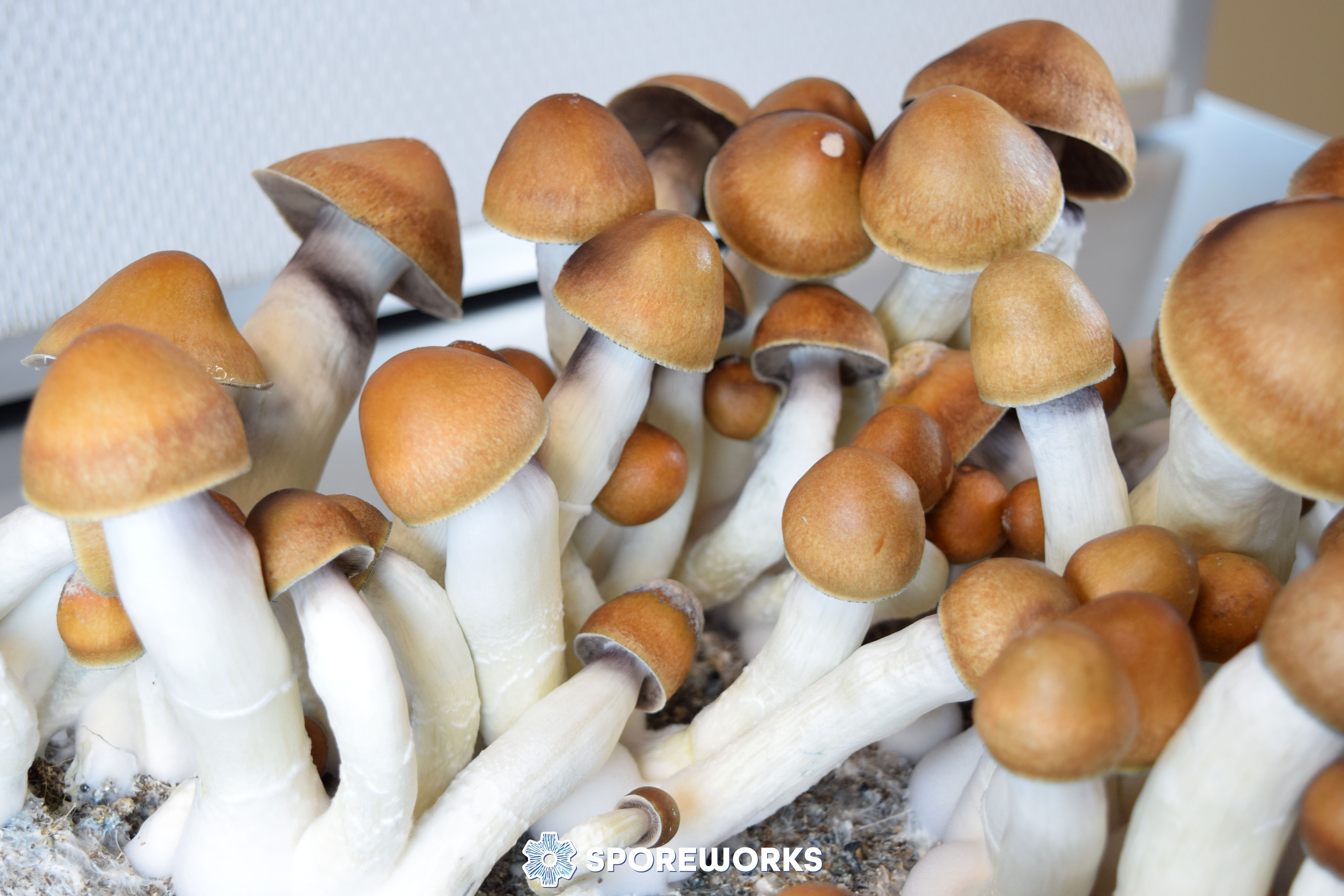 Psilocybe cubensis : Magnum PE