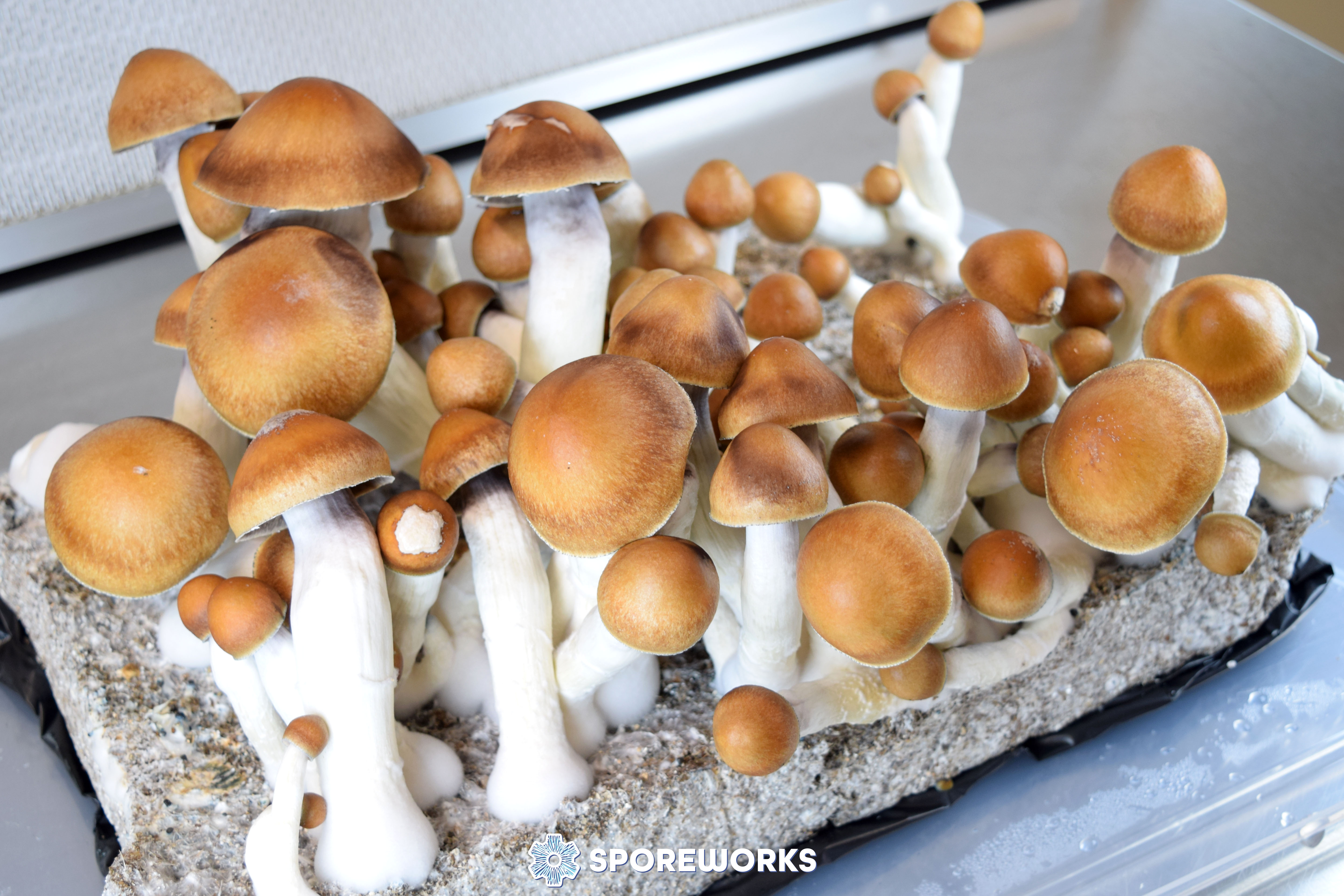 Psilocybe cubensis : Magnum PE