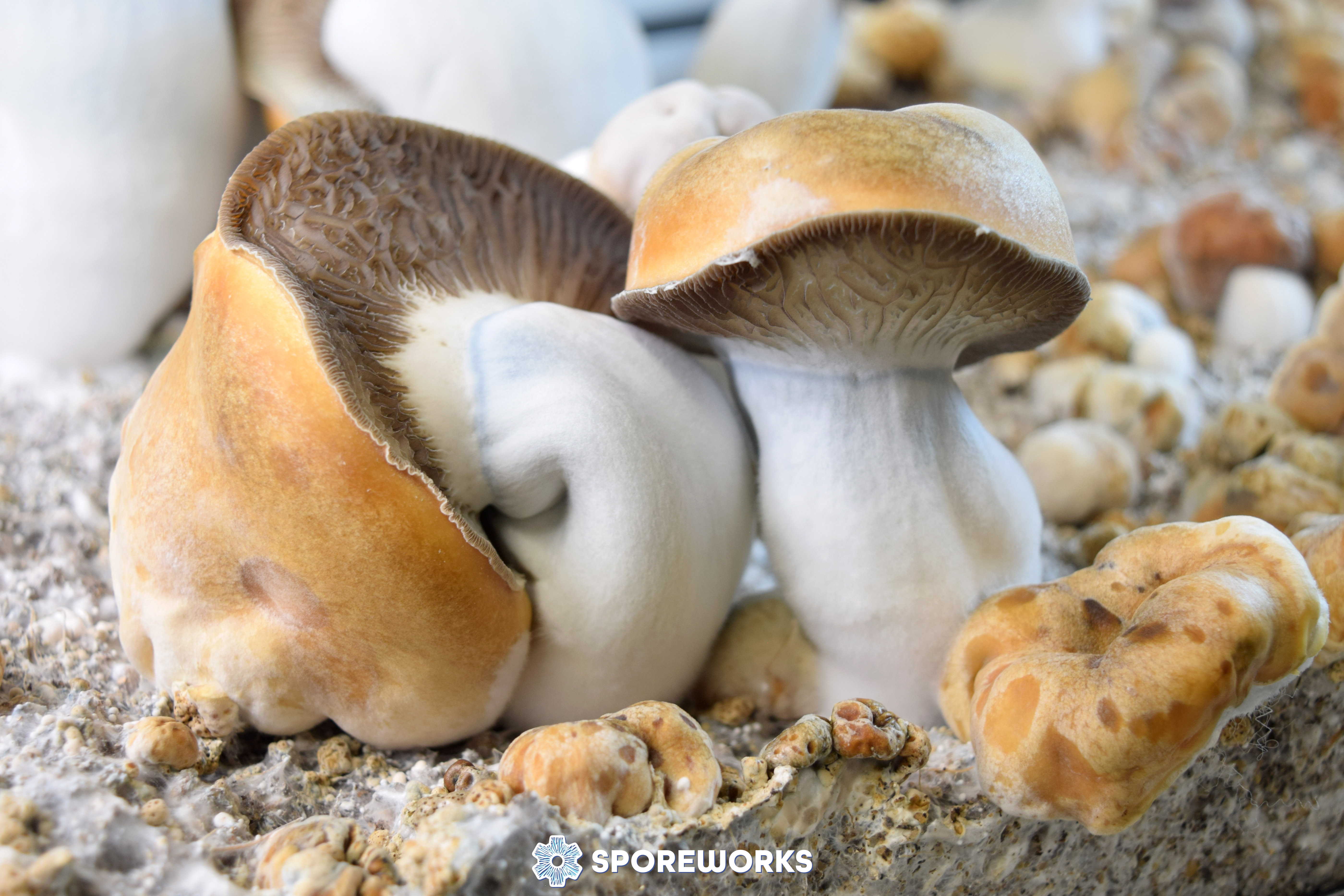 Psilocybe cubensis : Magnum PE