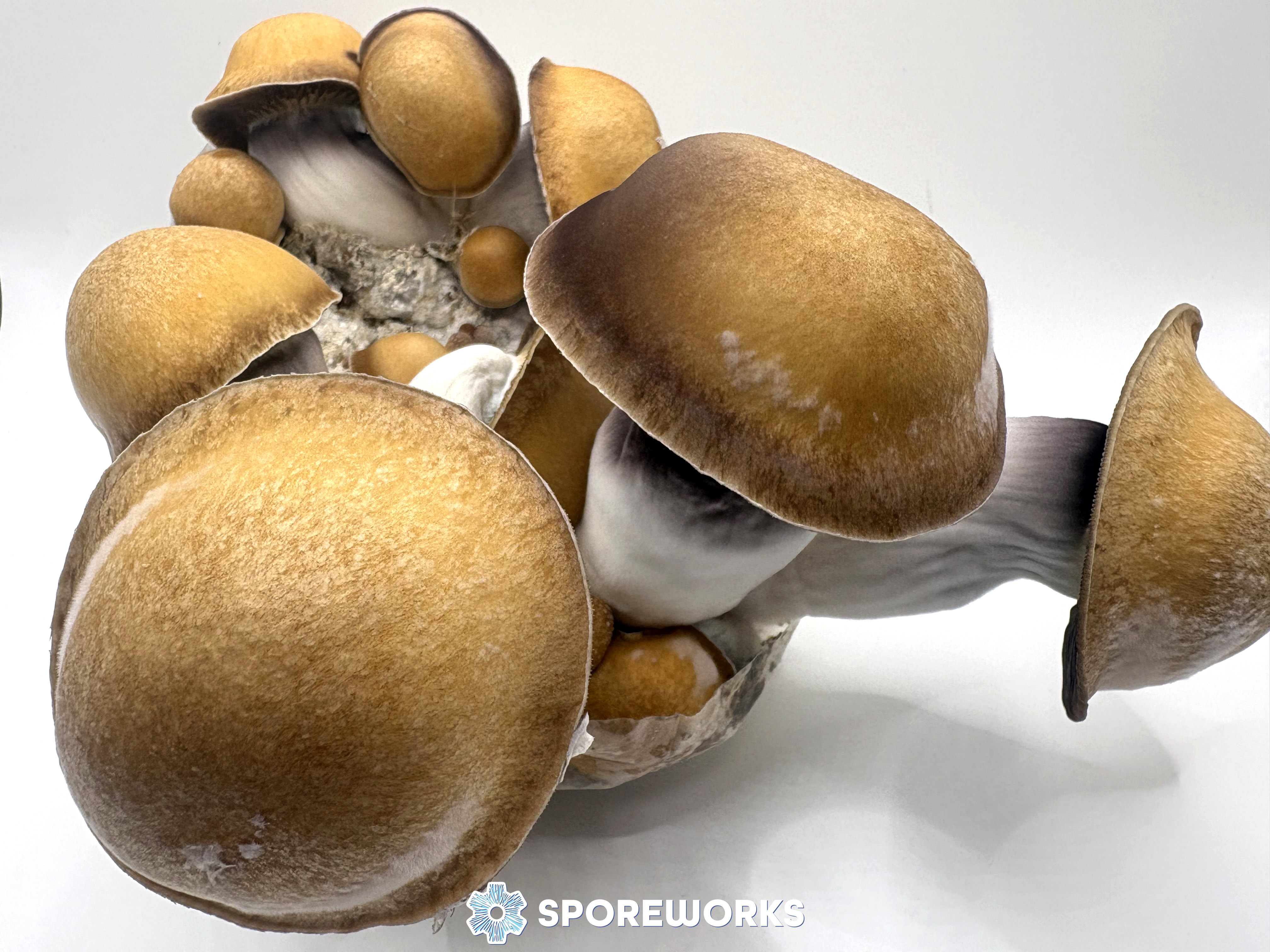 Psilocybe cubensis : Magnum PE