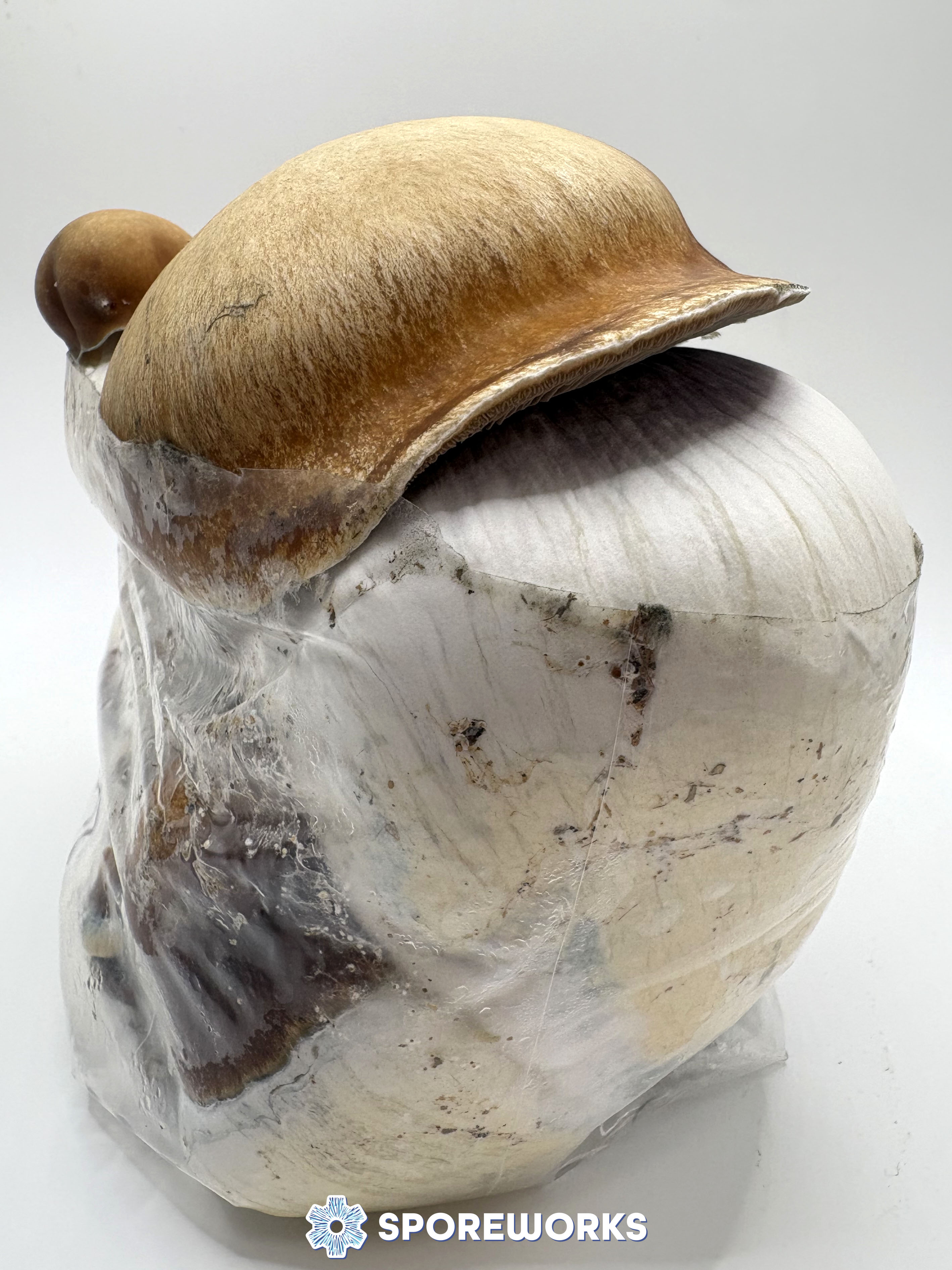 Psilocybe cubensis : Magnum PE