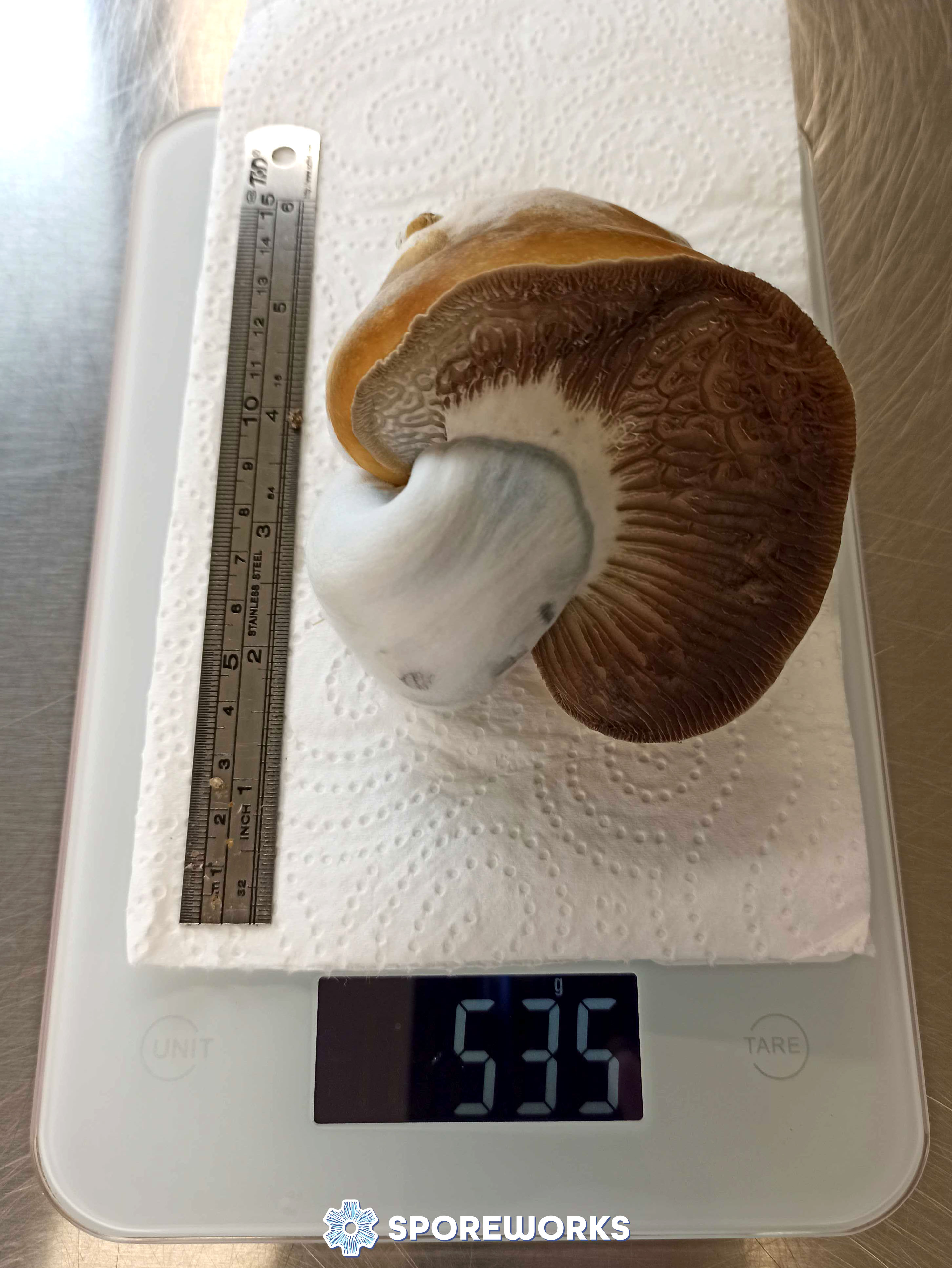 Psilocybe cubensis : Magnum PE - 500+