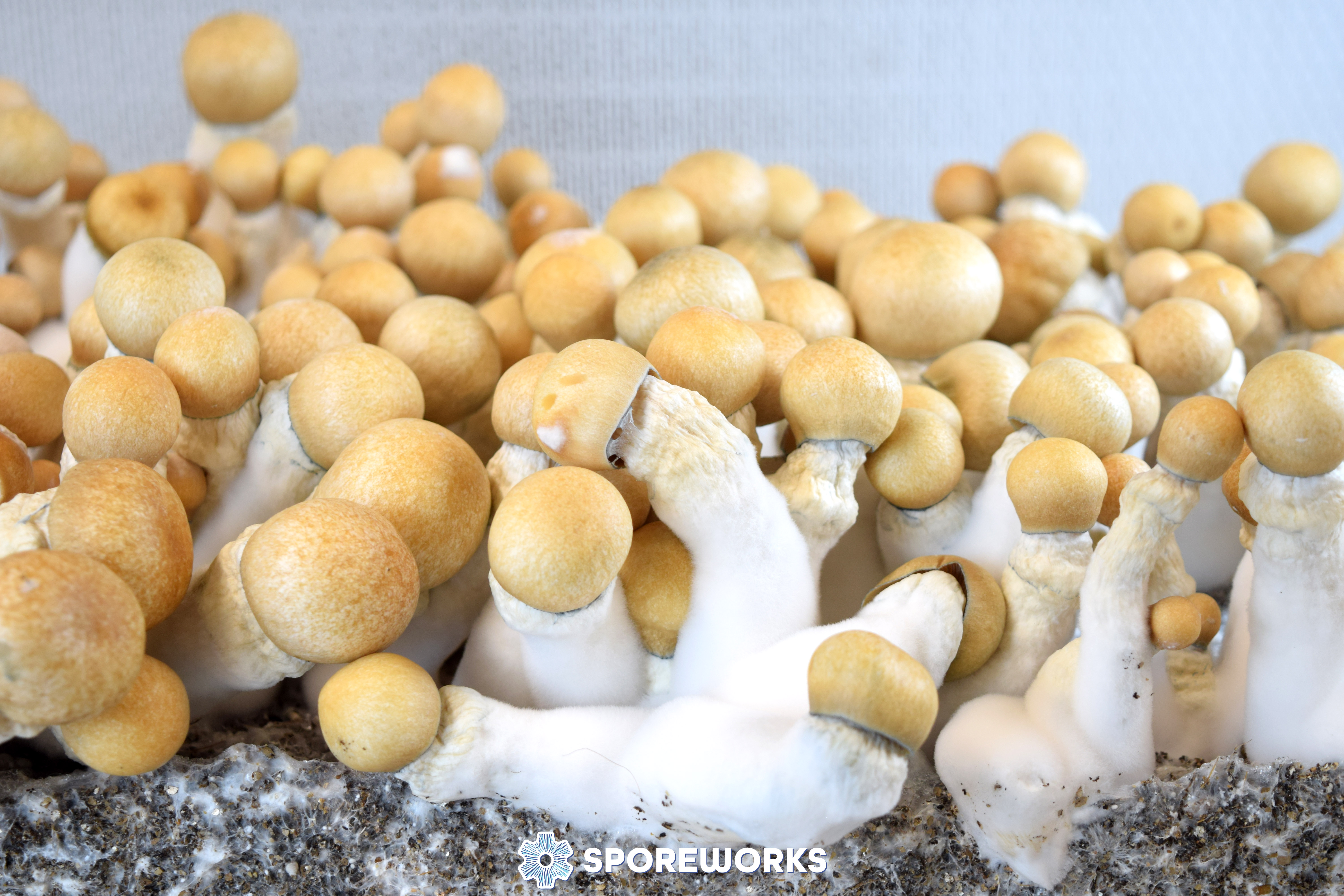 Psilocybe cubensis : Melmac