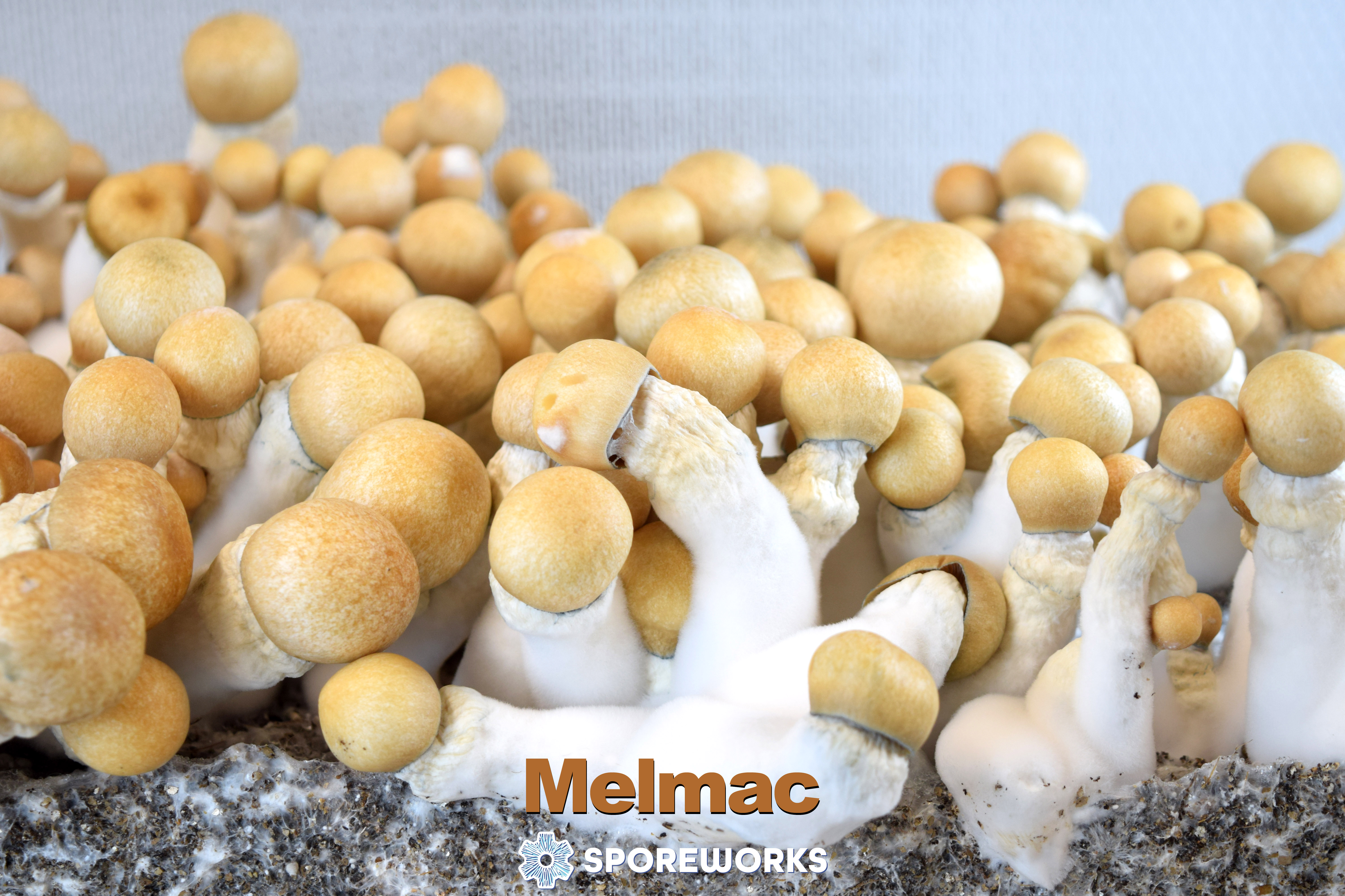 Psilocybe cubensis : Melmac