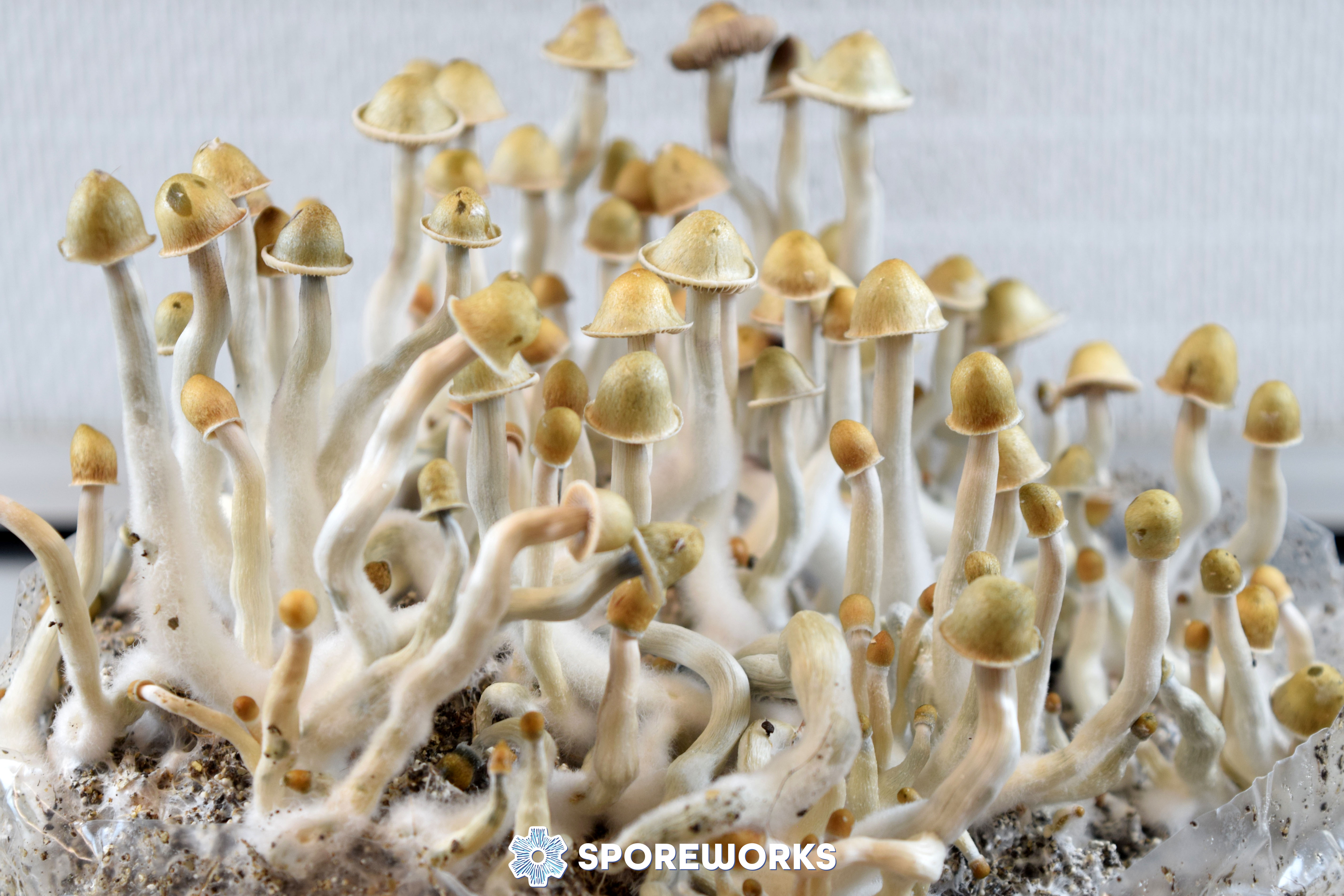 Psilocybe cubensis : Palenque, Mexico