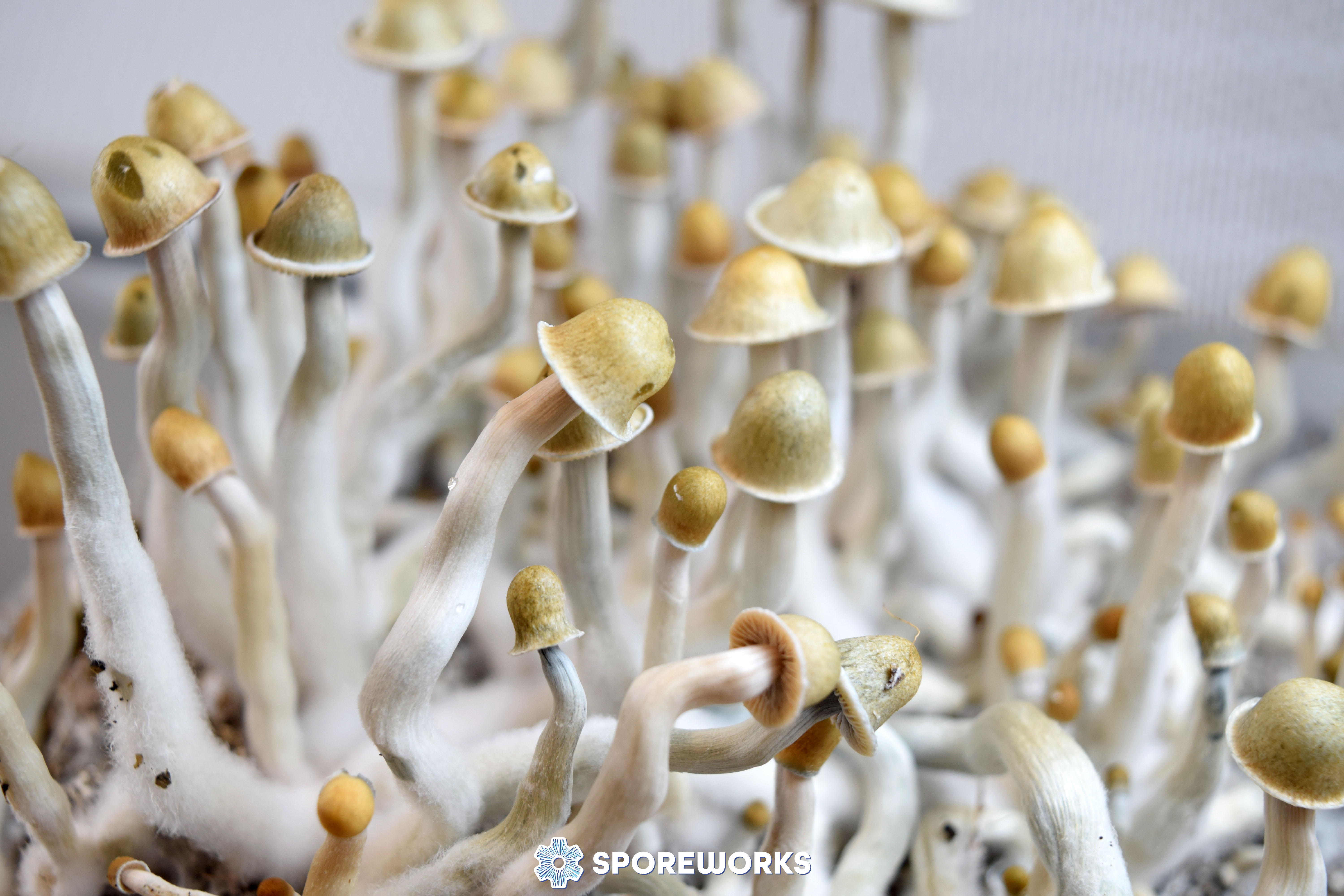 Psilocybe cubensis : Palenque
