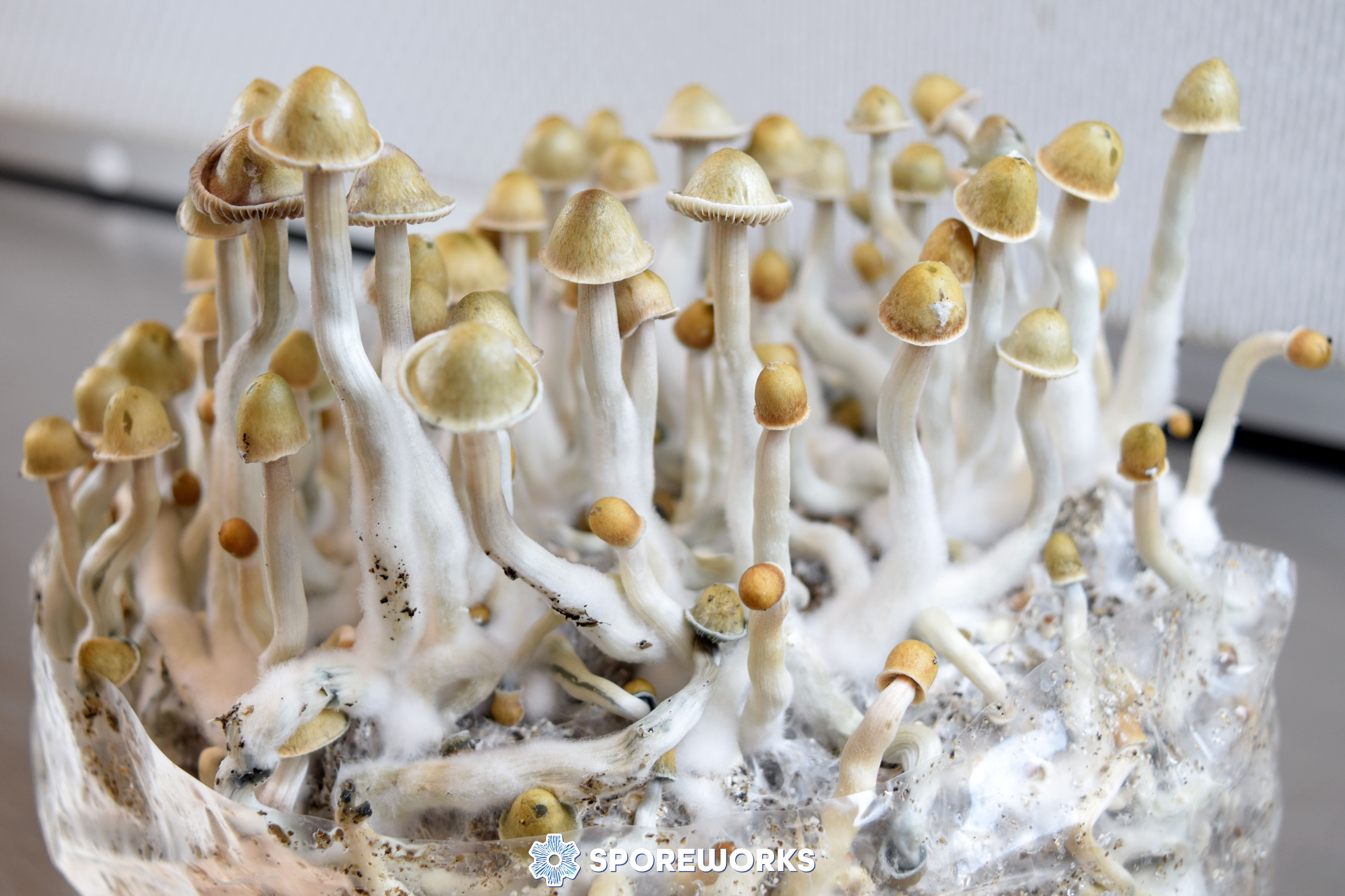 Psilocybe cubensis : Palenque Strain