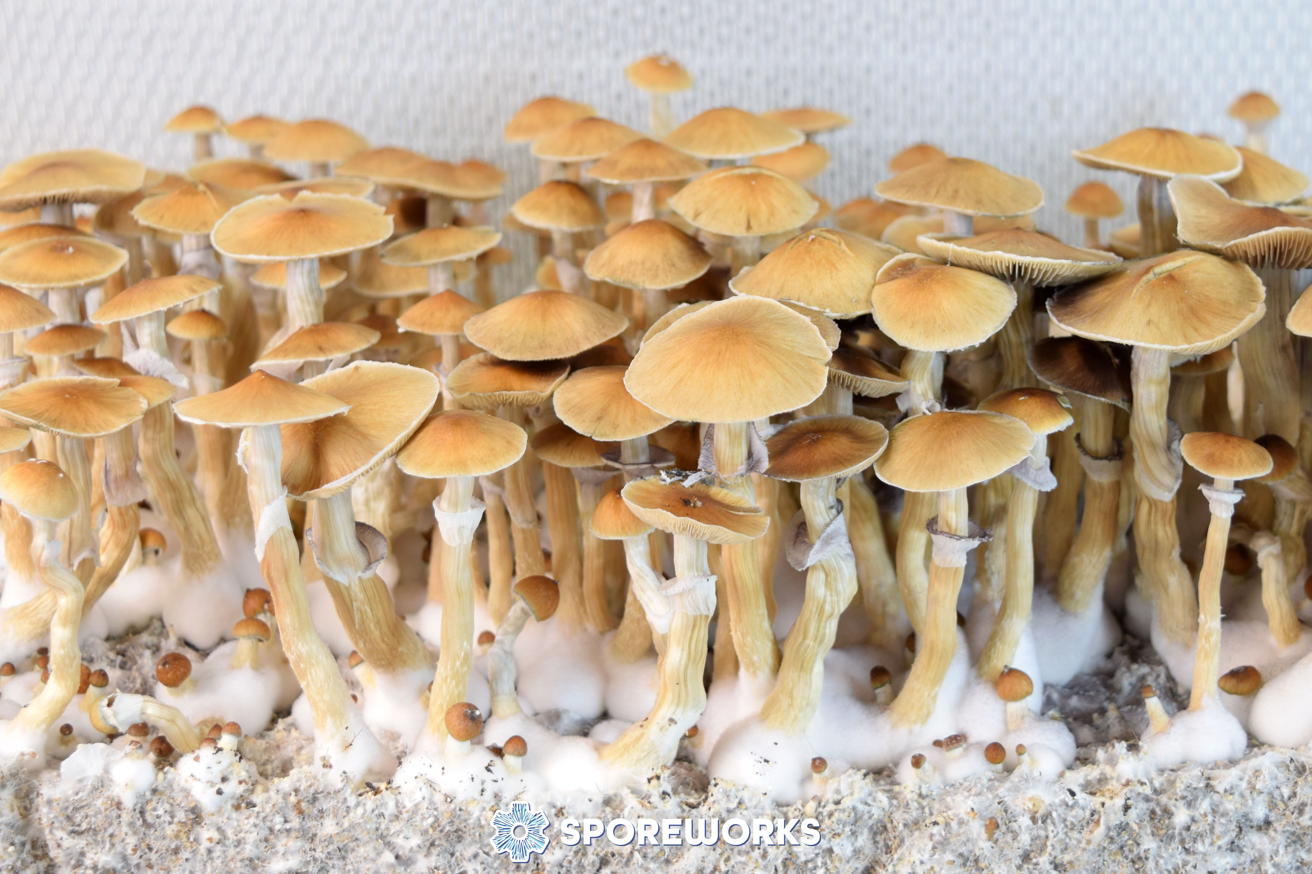 Psilocybe cubensis : Terence McKenna Syzygy Strain
