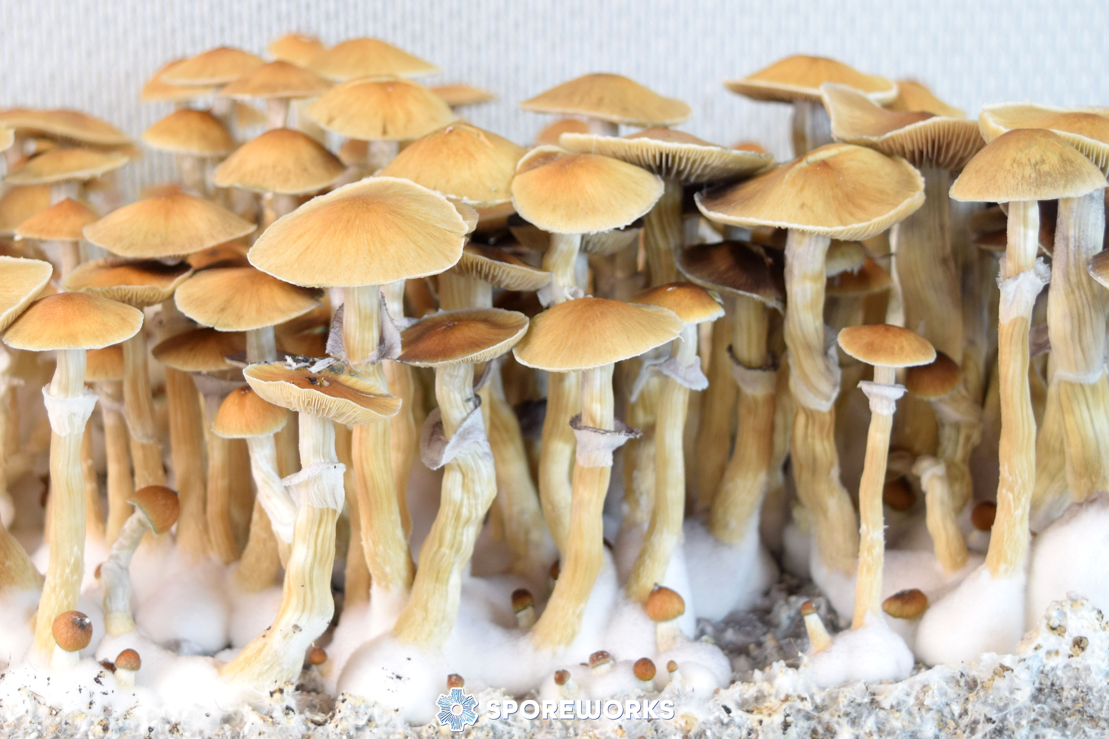 Psilocybe cubensis : Syzygy Strain