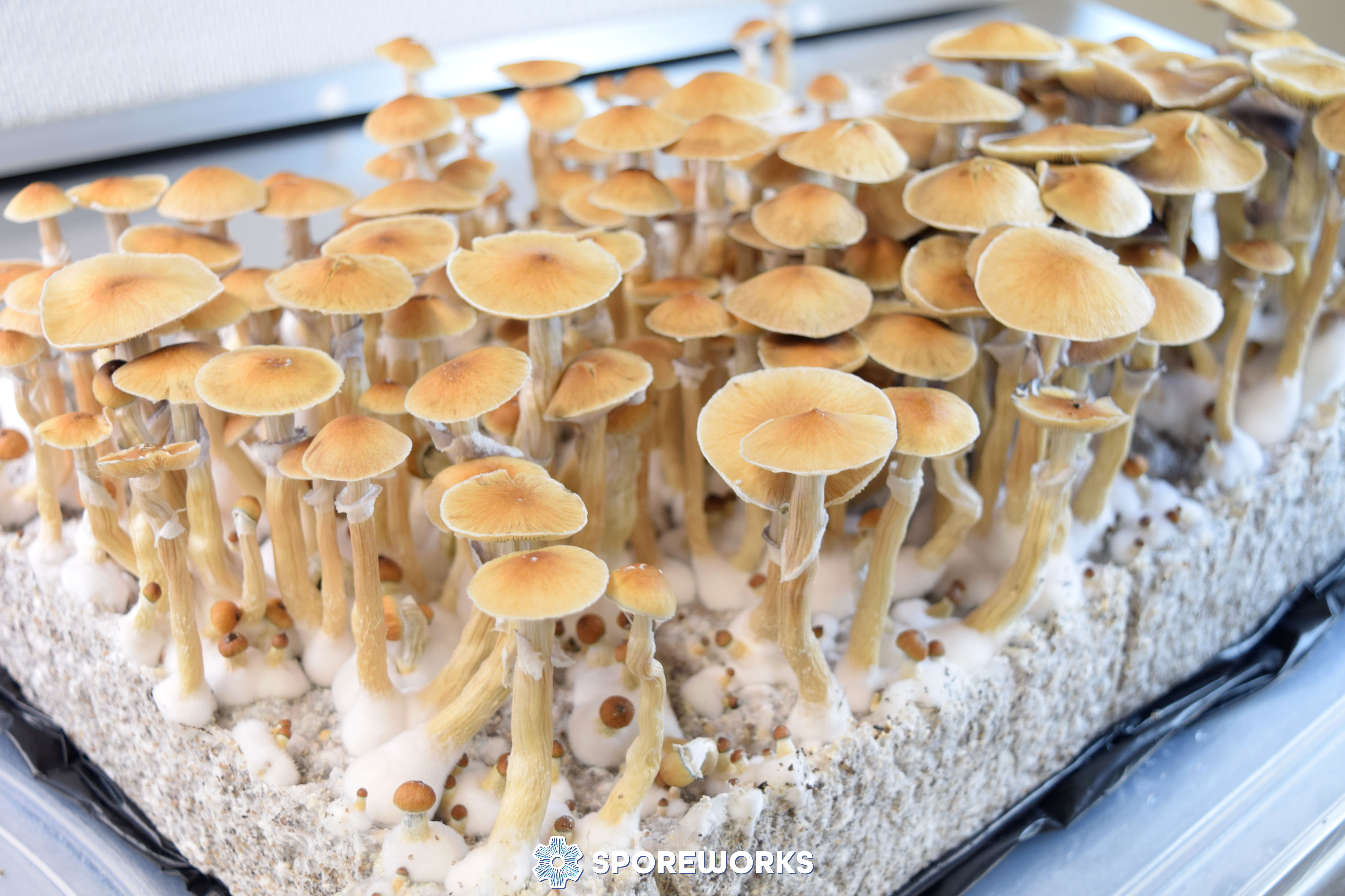 Psilocybe cubensis : Syzygy Strain