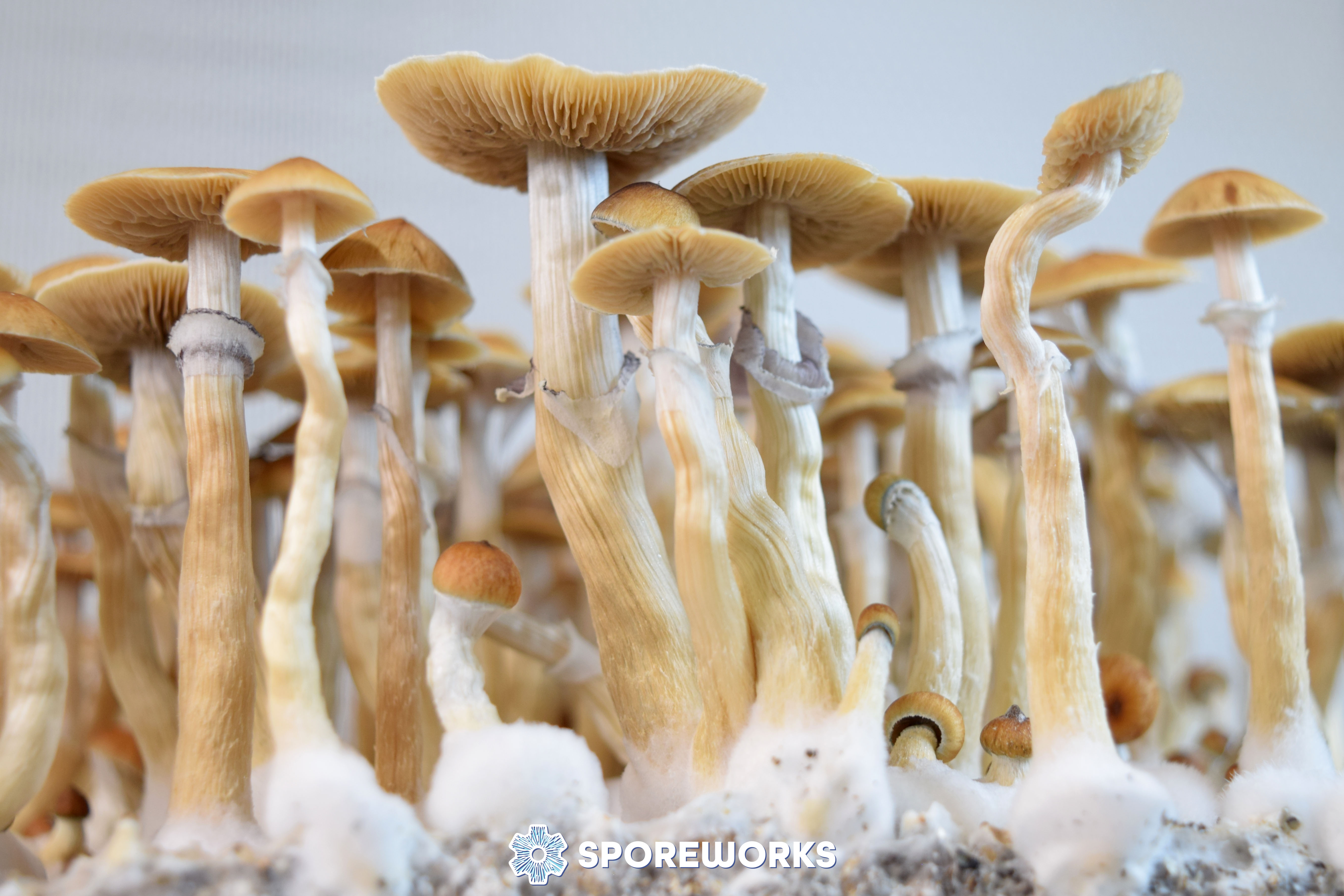 Psilocybe cubensis : Terence McKenna Syzygy Strain