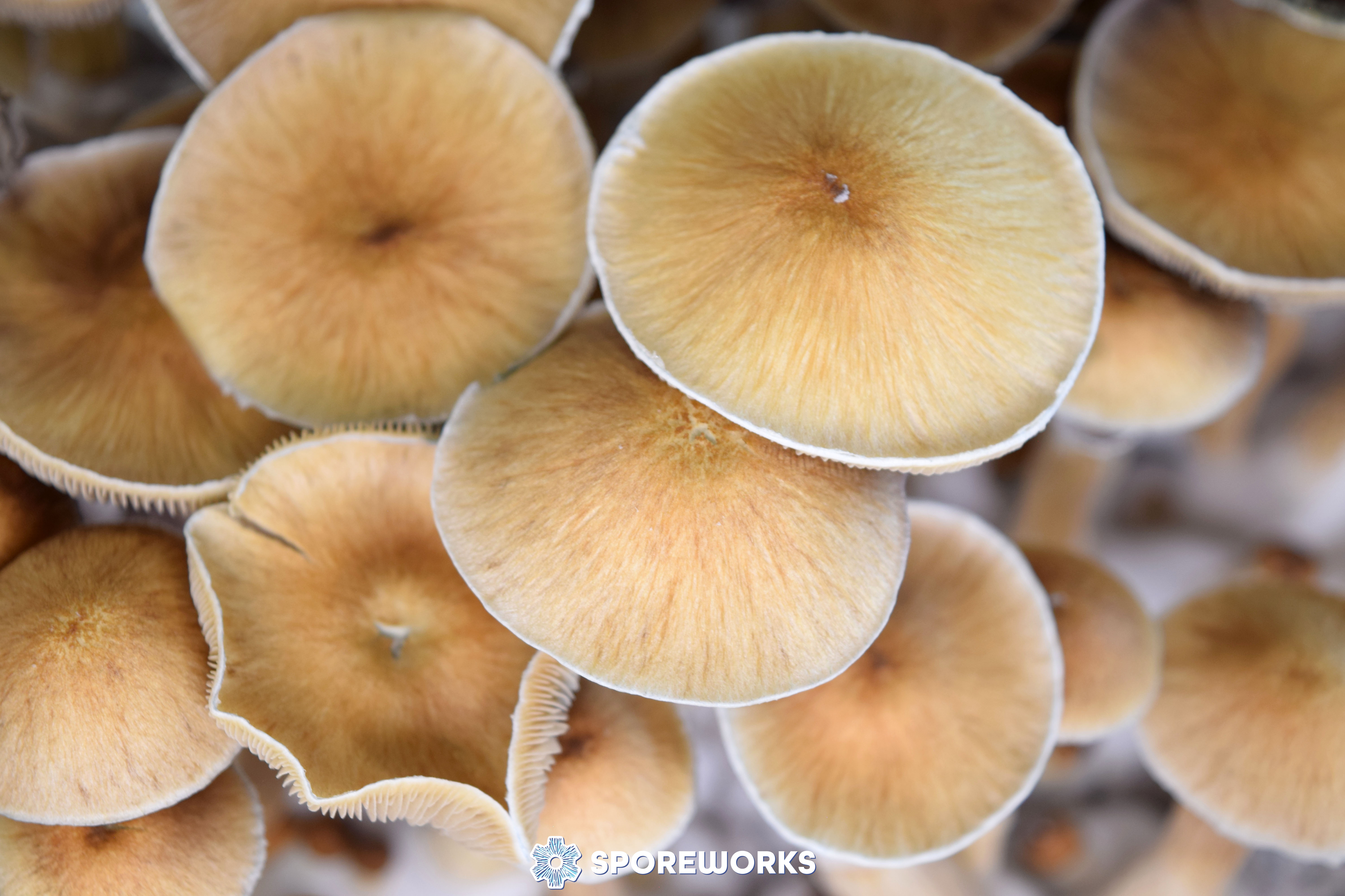 Psilocybe cubensis : Terence McKenna Syzygy Strain