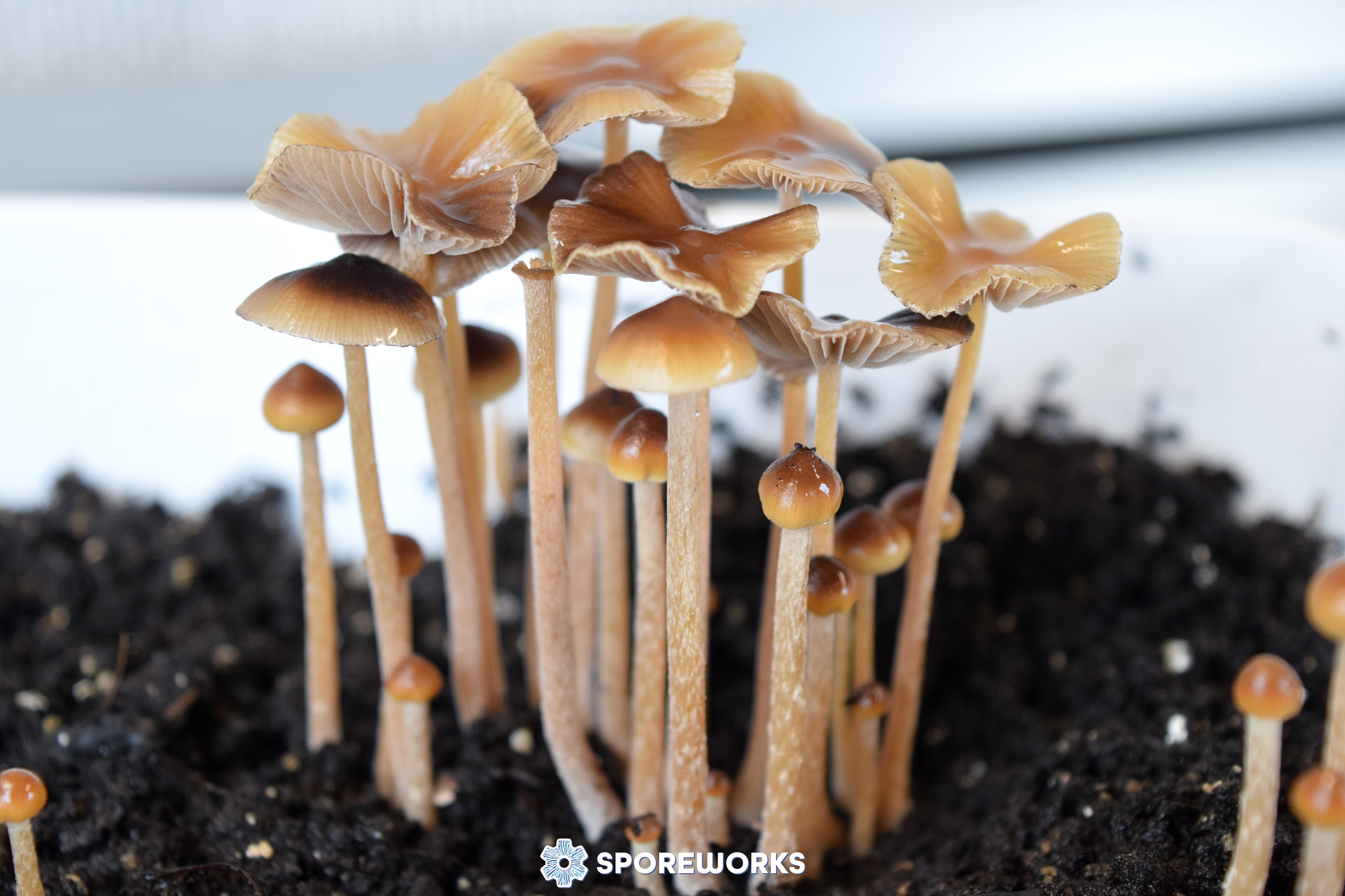 Psilocybe mexicana - Strain-X