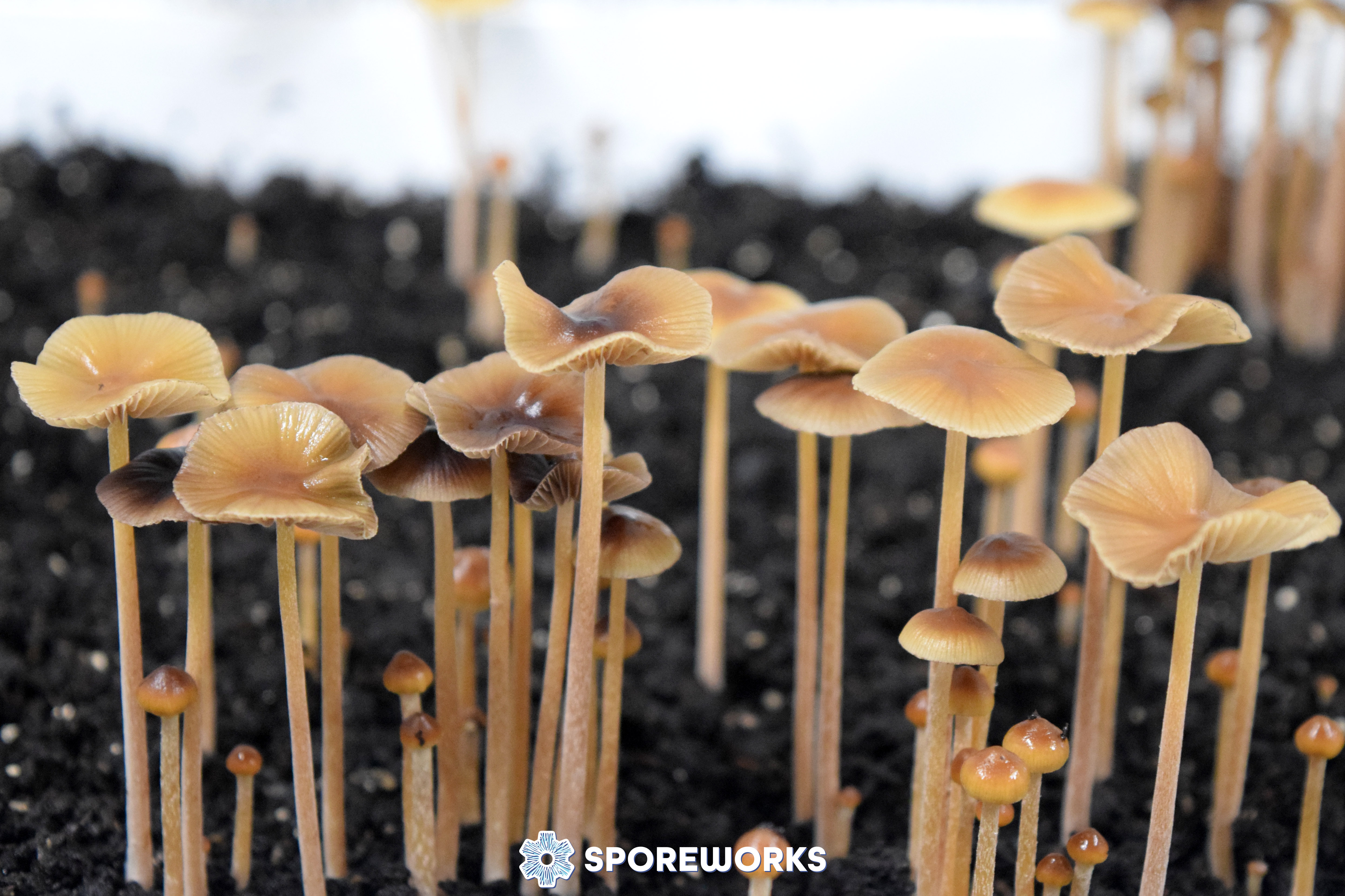 Psilocybe mexicana - Strain-X