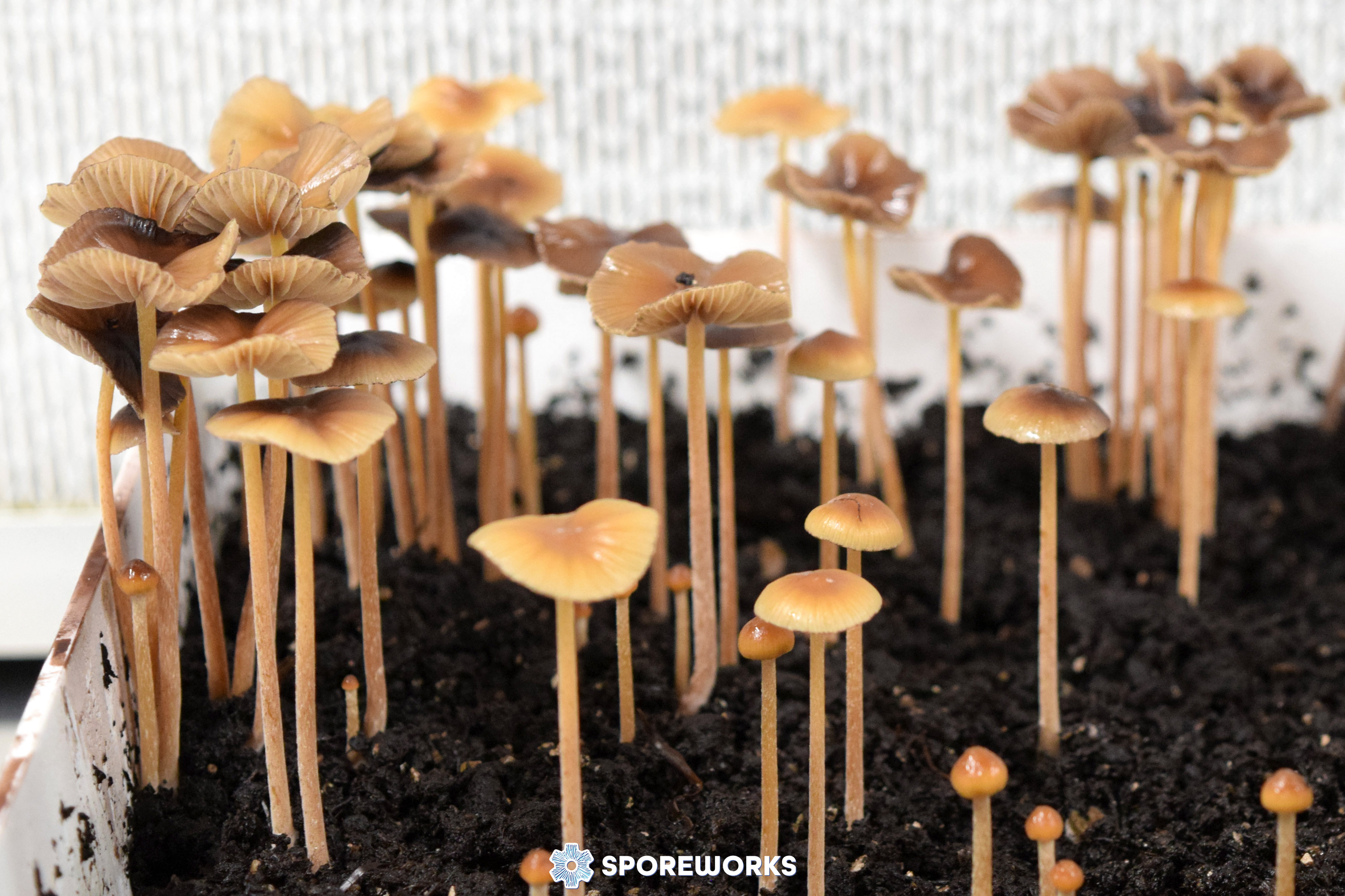 Psilocybe mexicana - Strain-X Xico, Mexico
