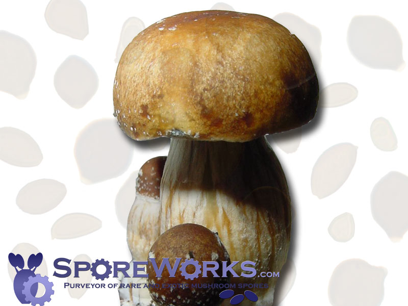 Psilocybe cubensis : PF Standard (Classic)