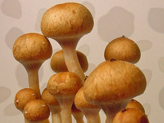 Psilocybe cubensis : Costa Rica
