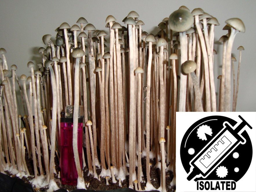 MONTHLY FEATURE: Panaeolus cyanescens : Kembla Grange Spore Isolate Syringe