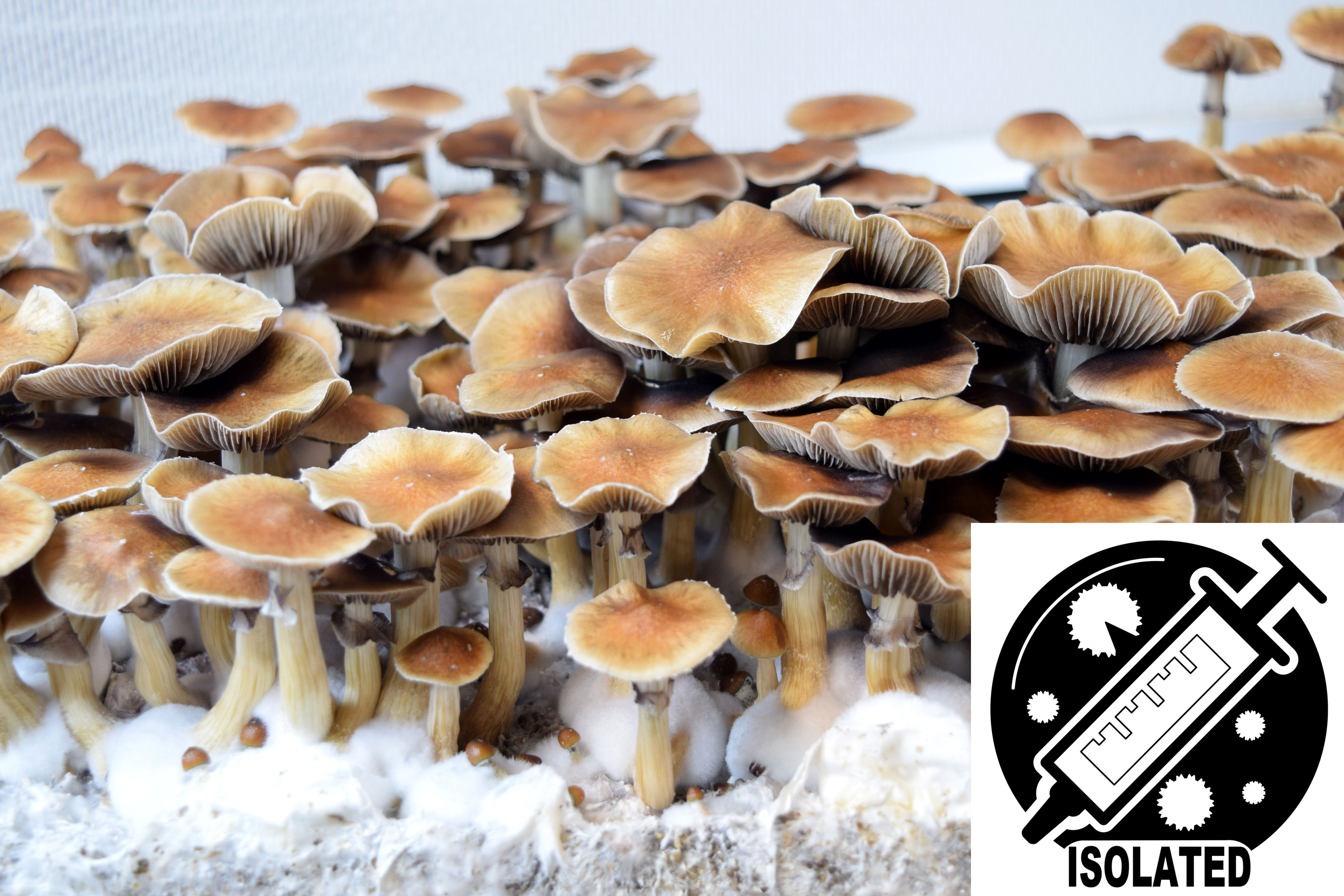Psilocybe cubensis : Escondido Spore Isolate Syringe