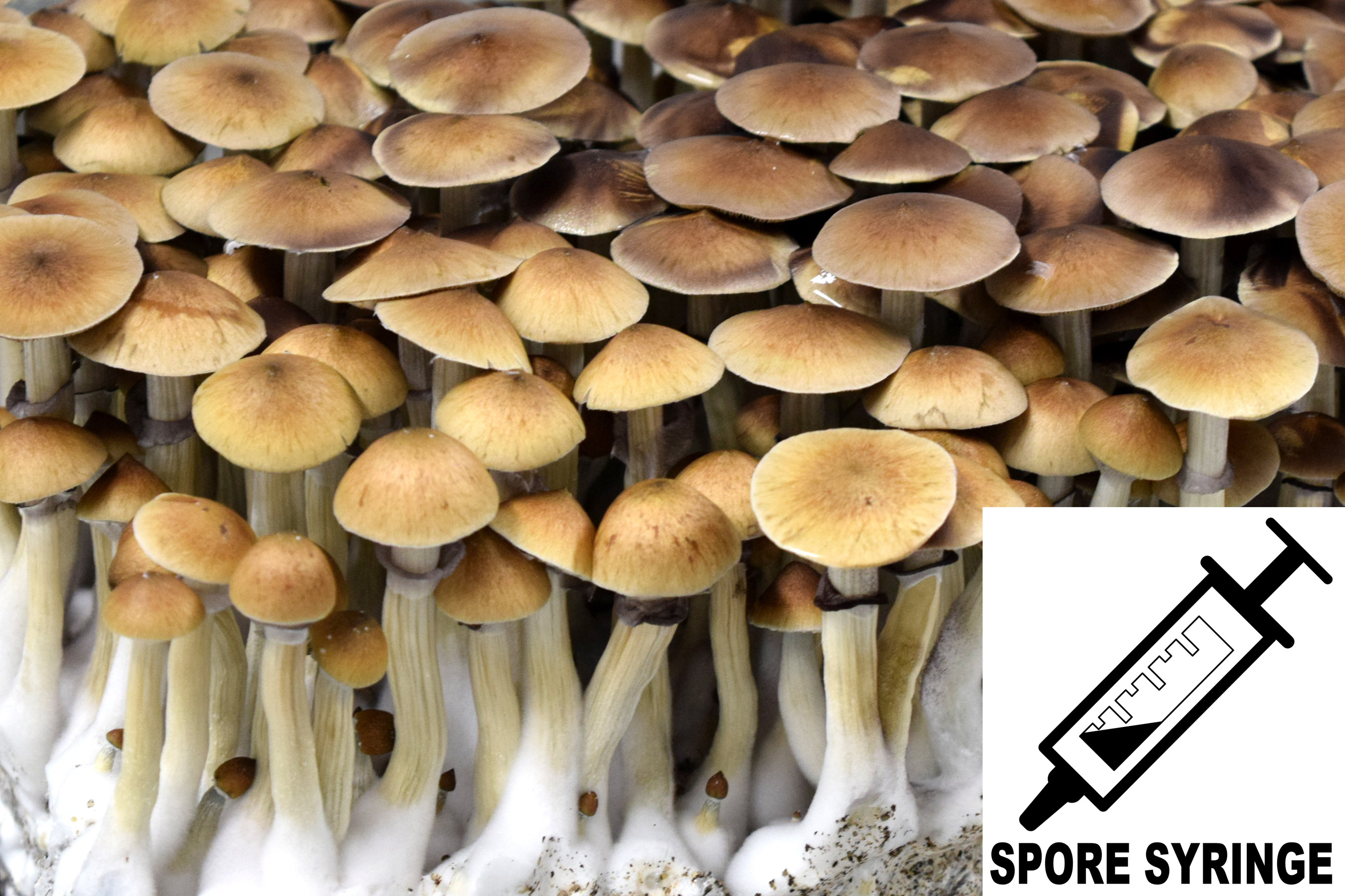 Psilocybe cubensis : Koh Samui Spore Syringe (MS)