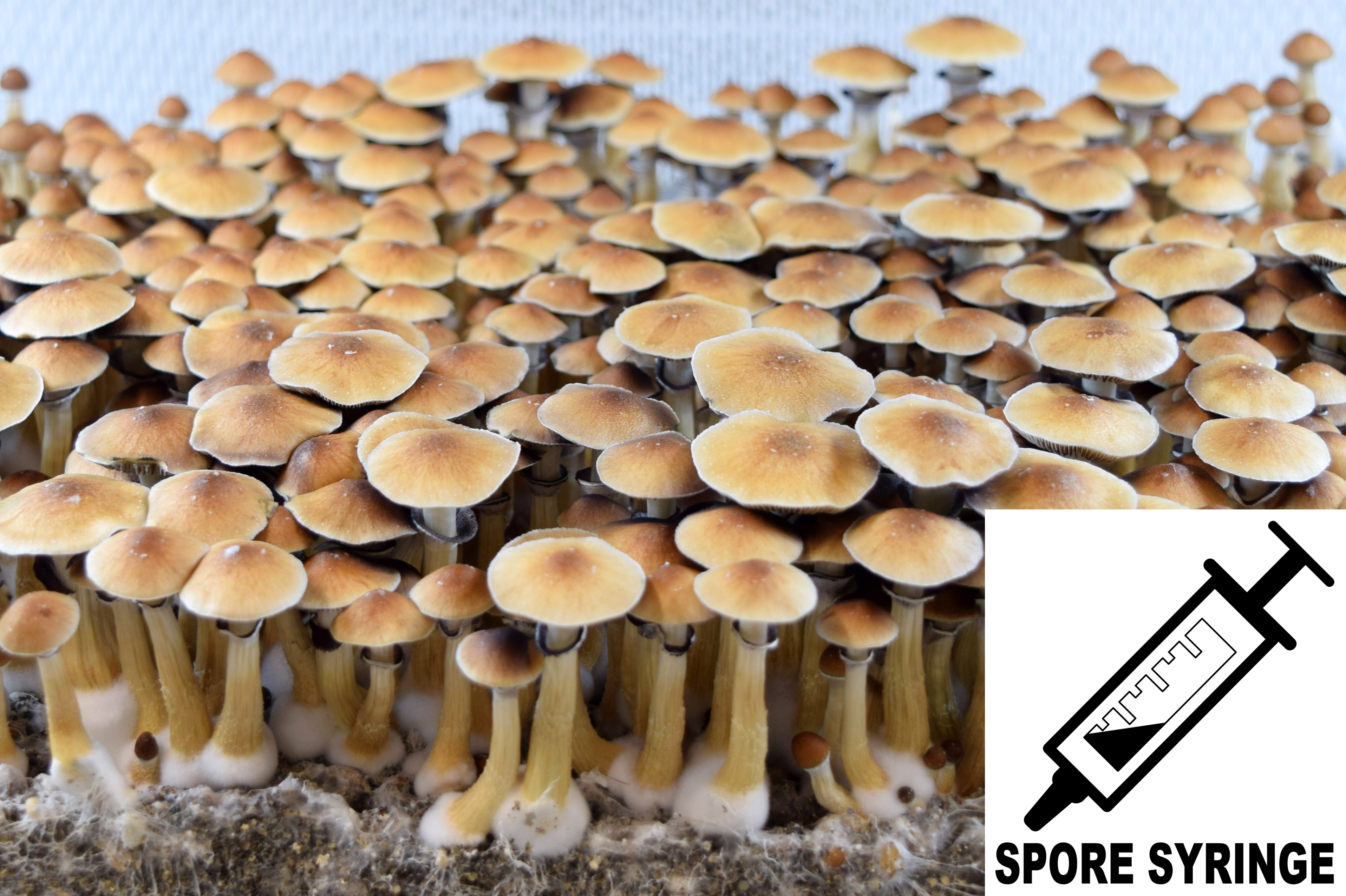 Psilocybe cubensis : Penis Envy #6 PE6 Spore Syringe (MS)