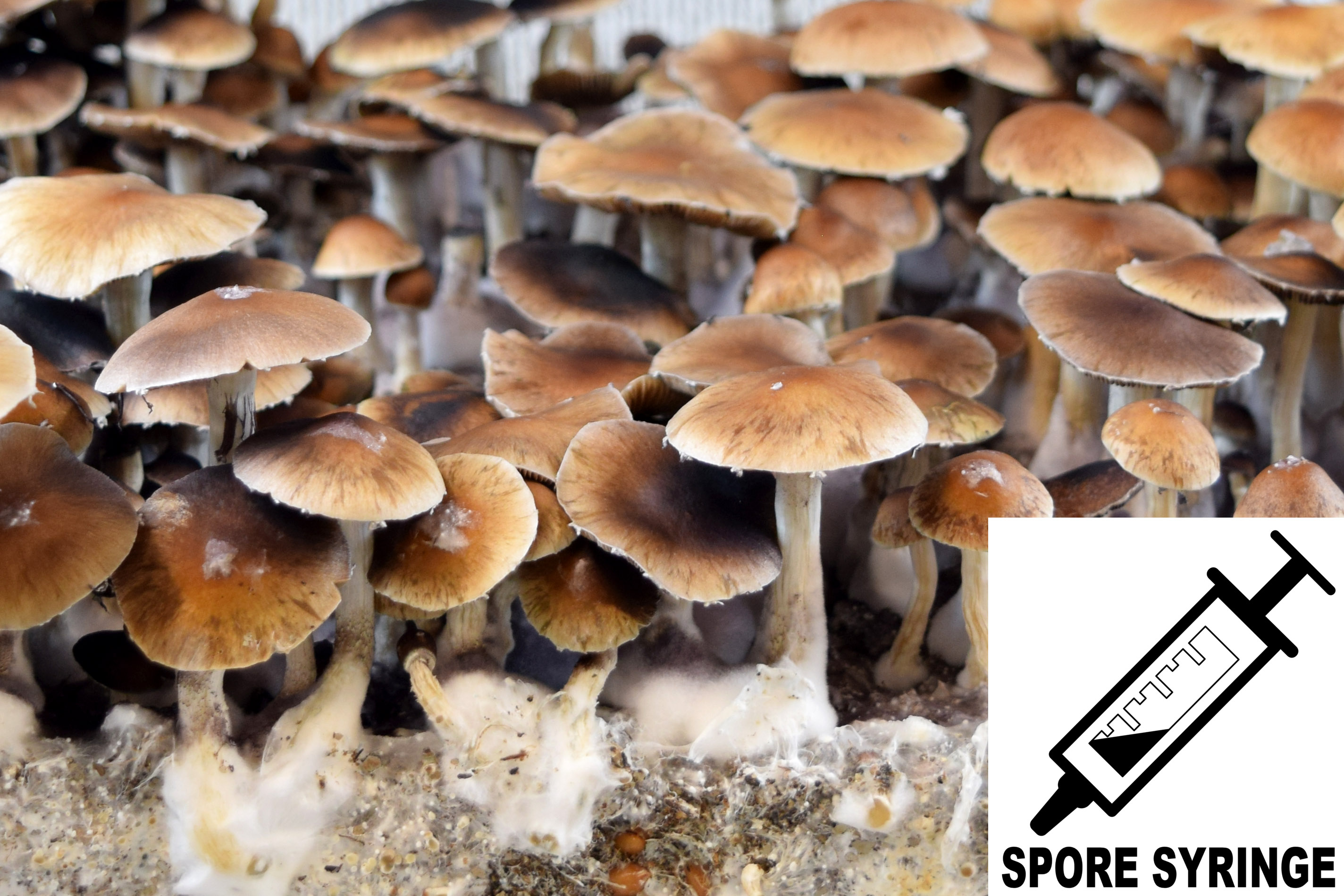 Psilocybe cubensis : Puerto Rican Spore Syringe (MS)