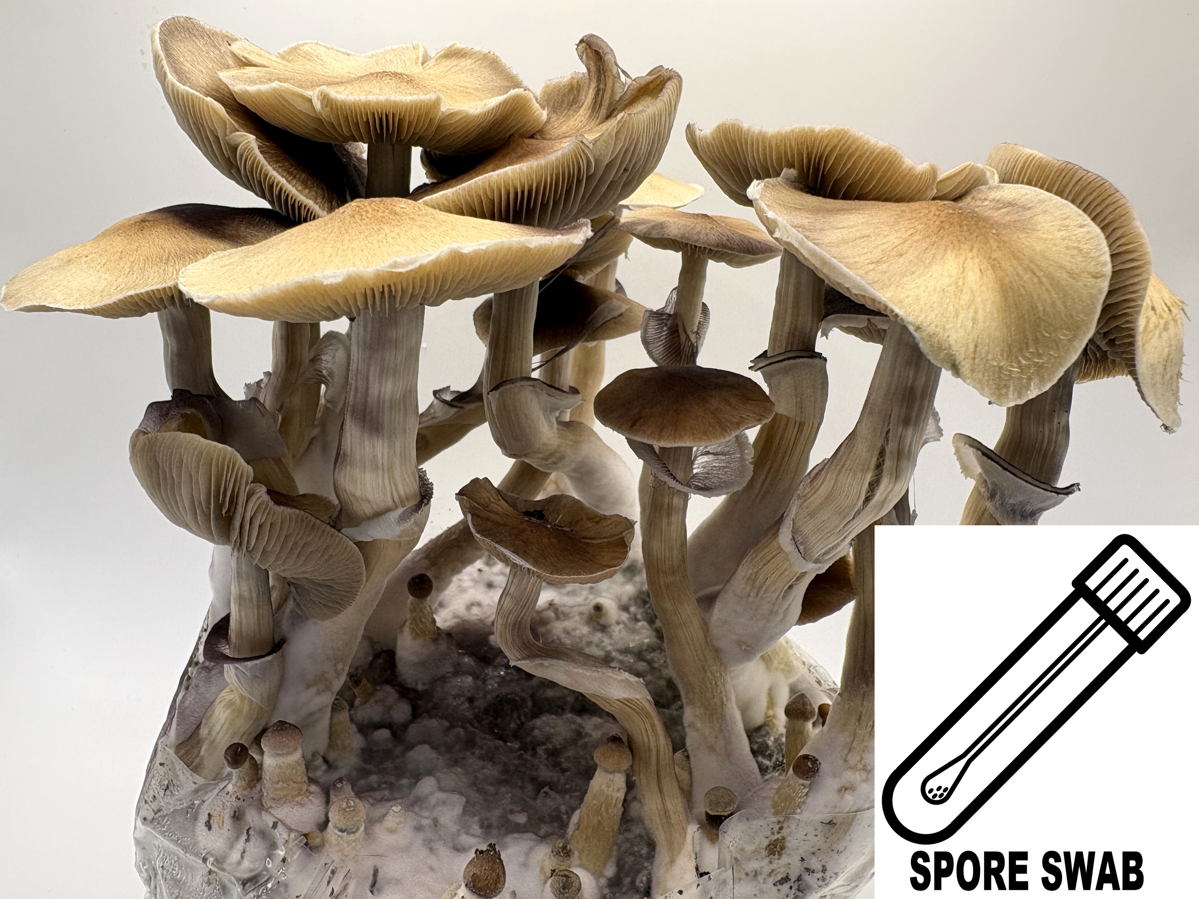 Psilocybe cubensis : Syzygy Spore Swab