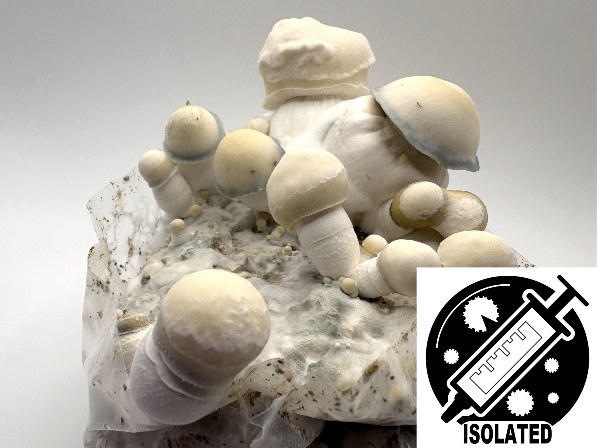Psilocybe cubensis : Bluey Vuitton Spore Isolate Syringe