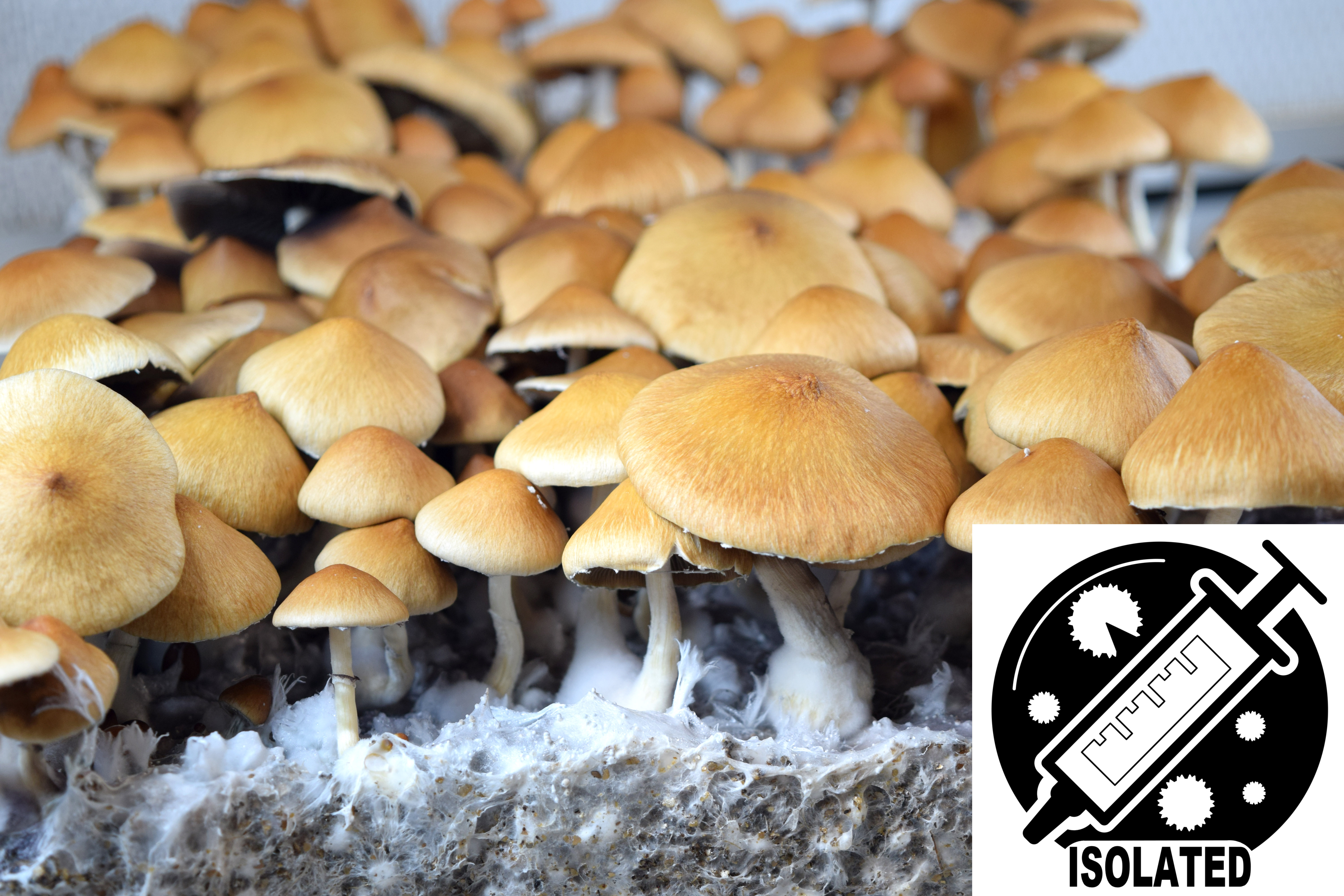 MONTHLY FEATURE - Ps. cubensis : Fiji Spore Isolate Syringe
