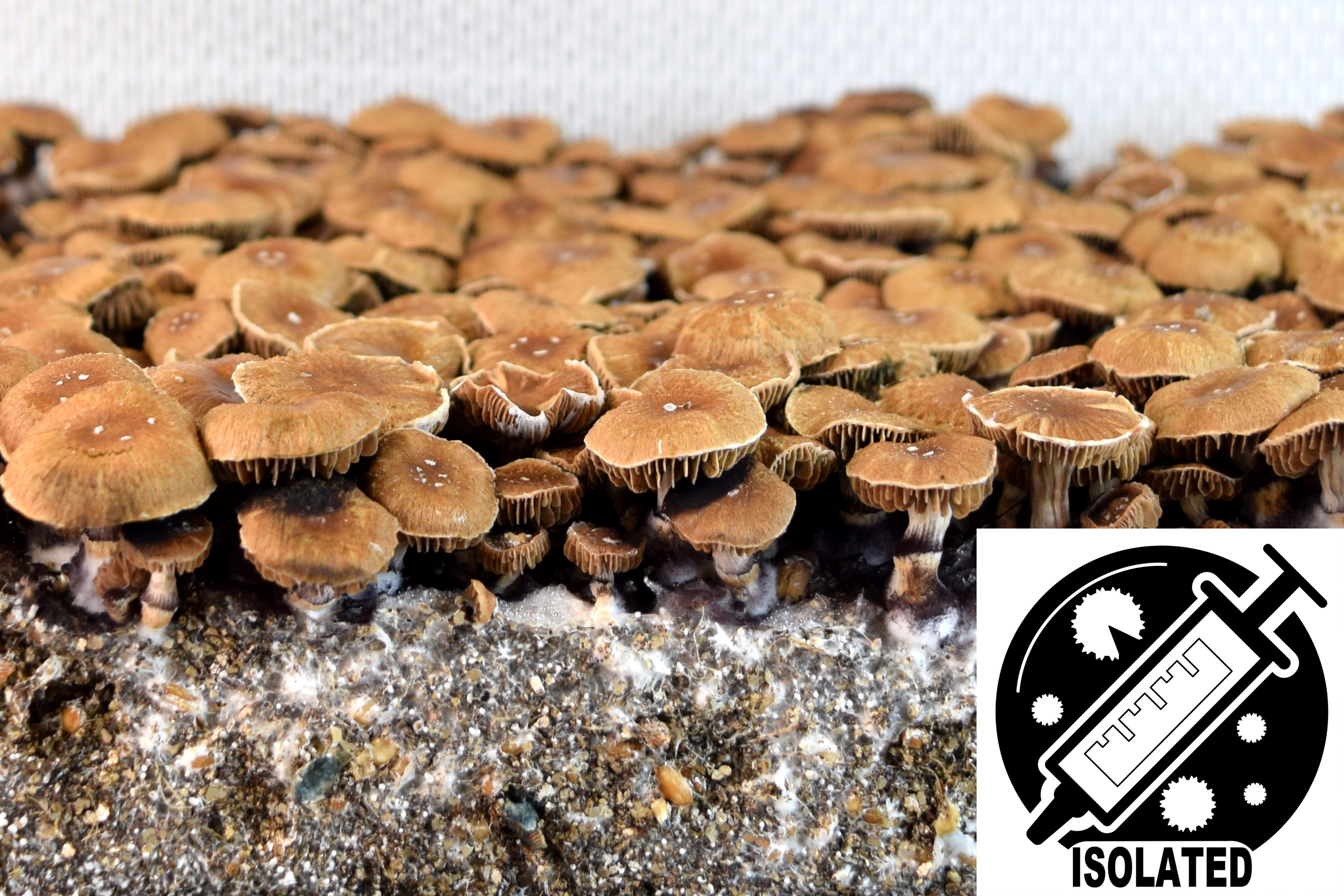 Psilocybe cubensis : El Choco Spore Isolate Syringe