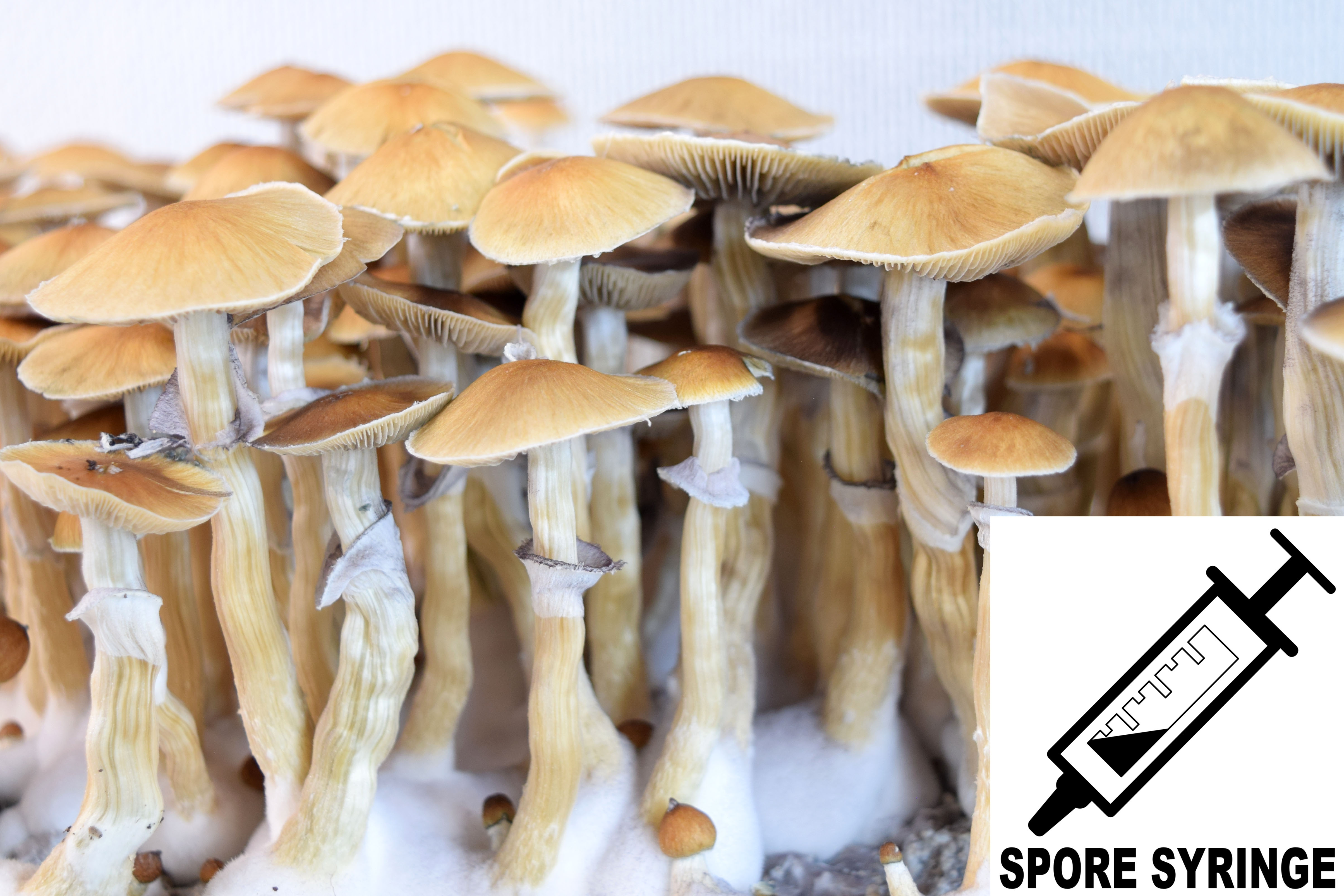 Psilocybe cubensis : Syzygy Spore Syringe (MS)