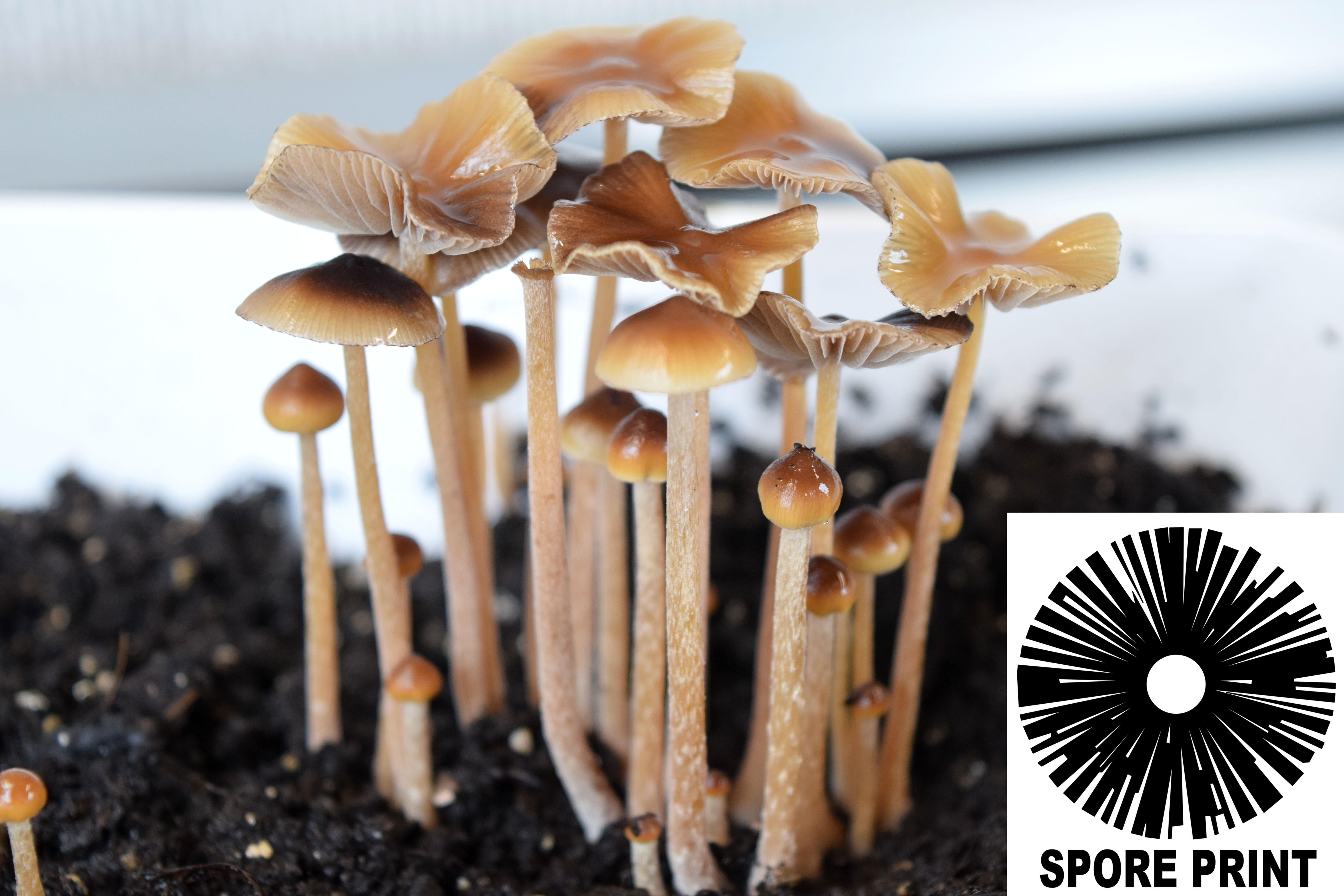 Psilocybe mexicana : Strain-X Spore Print