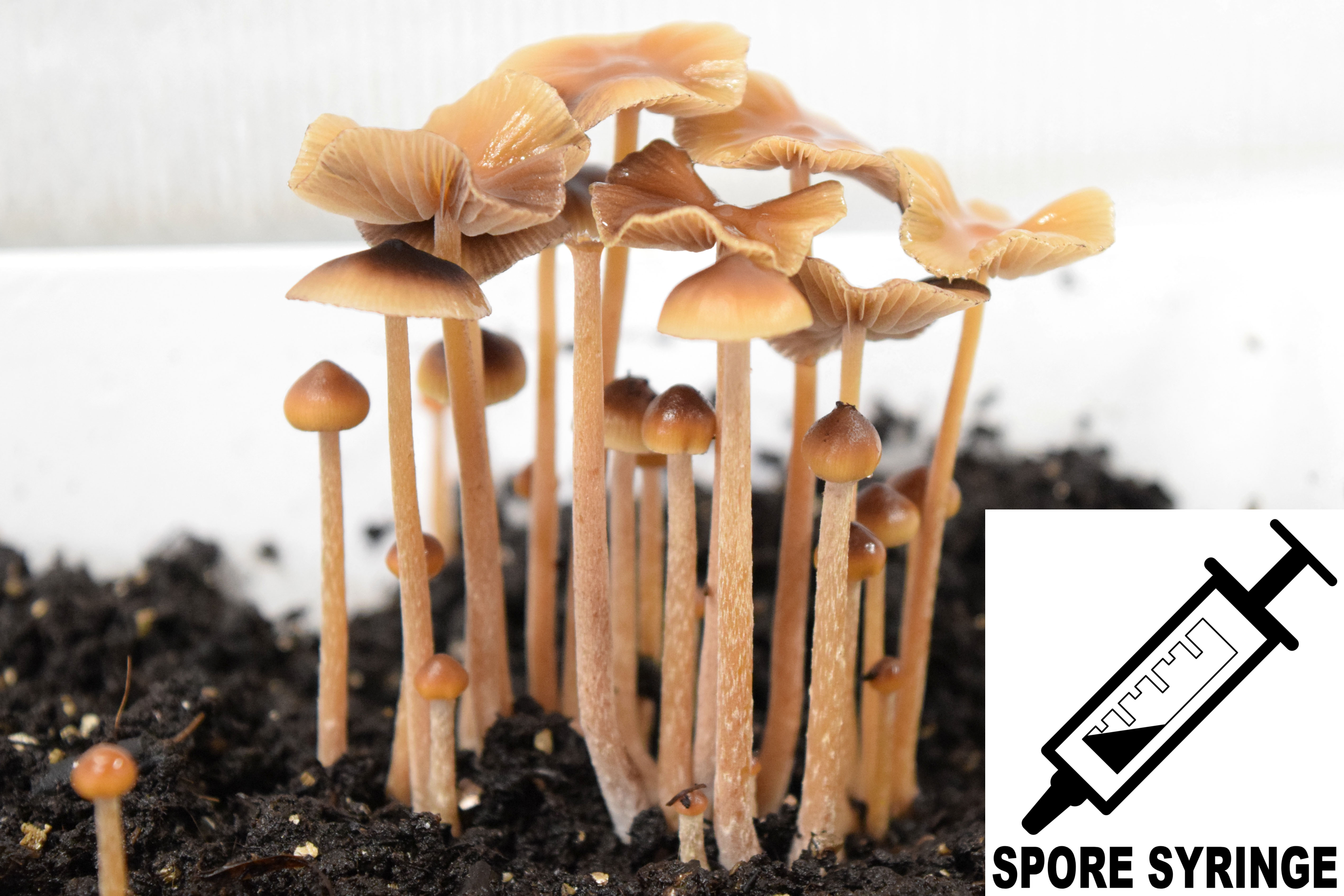 Psilocybe mexicana : Strain-X Spore Syringe (MS)