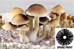 Psilocybe cubensis : Purple Mystic Spore Print Psilocybe cubensis : Purple Mystic Spore Print