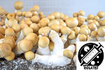 Psilocybe cubensis : Melmac Spore Isolate Syringe Psilocybe cubensis : Melmac Spore Isolate Syringe