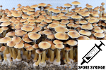 Psilocybe cubensis : Penis Envy #6 PE6 Spore Syringe (MS) Psilocybe cubensis : Penis Envy #6 PE6 Spore Syringe (MS)